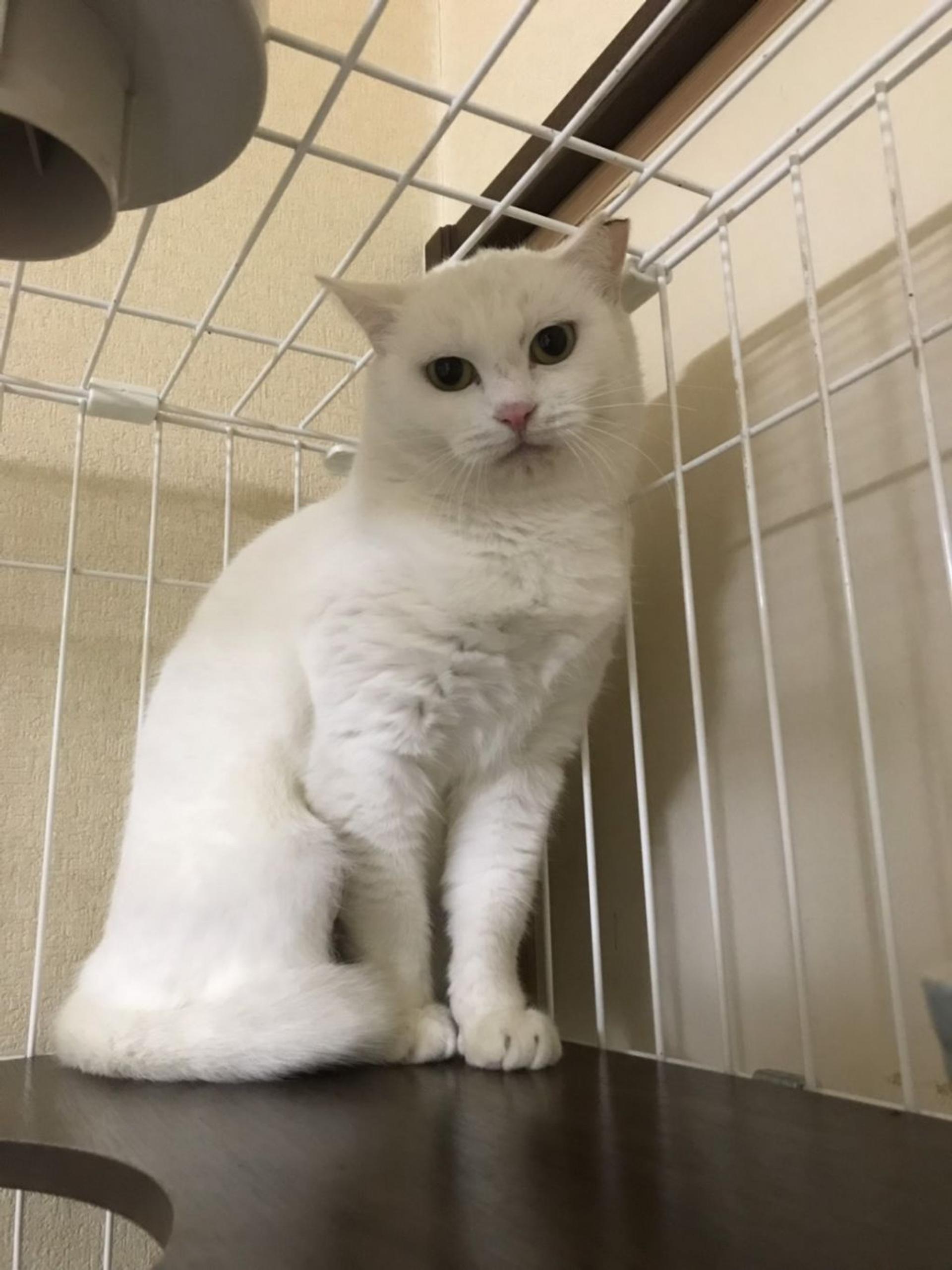 pet-image-6
