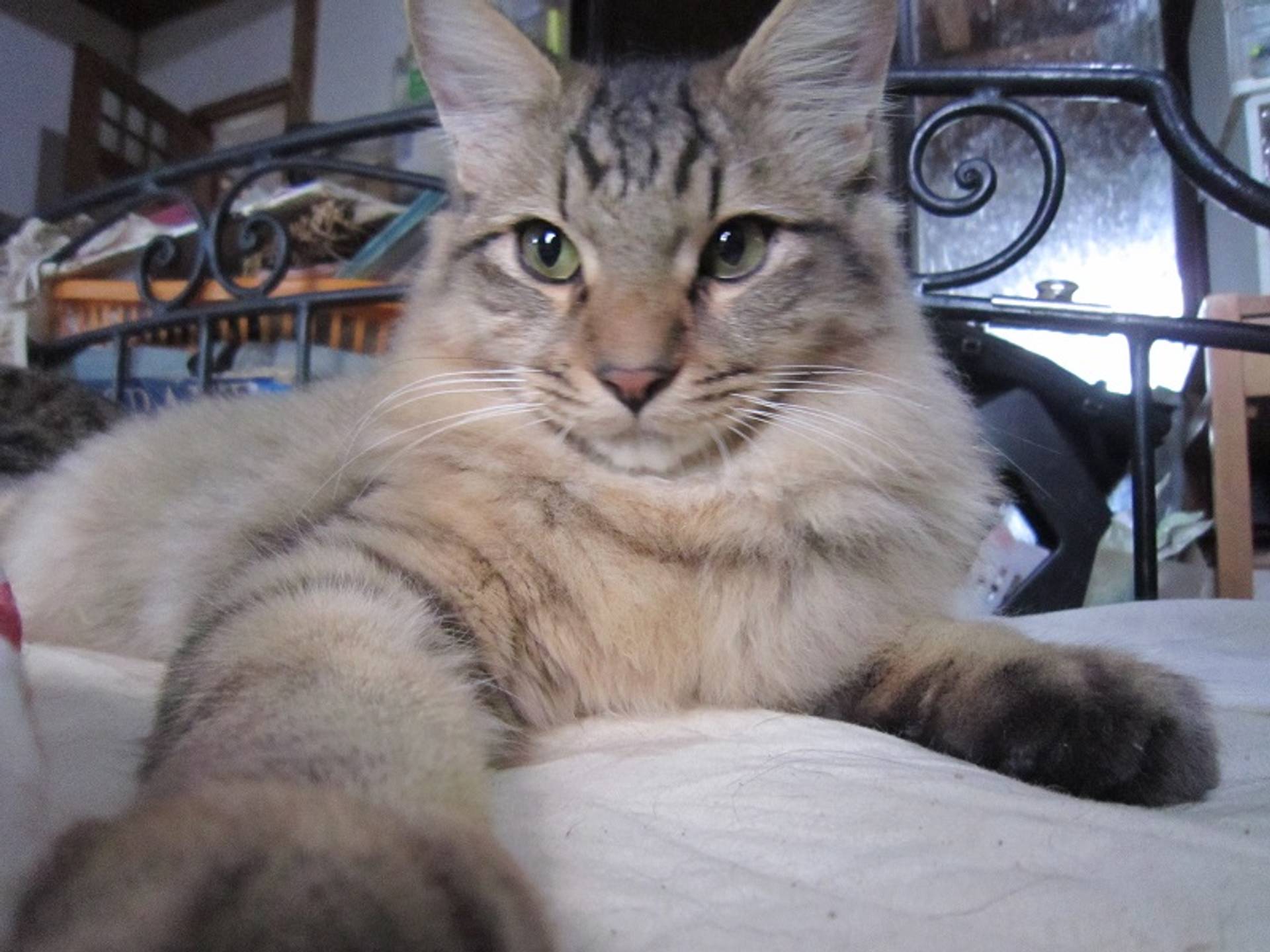 雑種（ミックス猫）・オスの里親募集の写真
