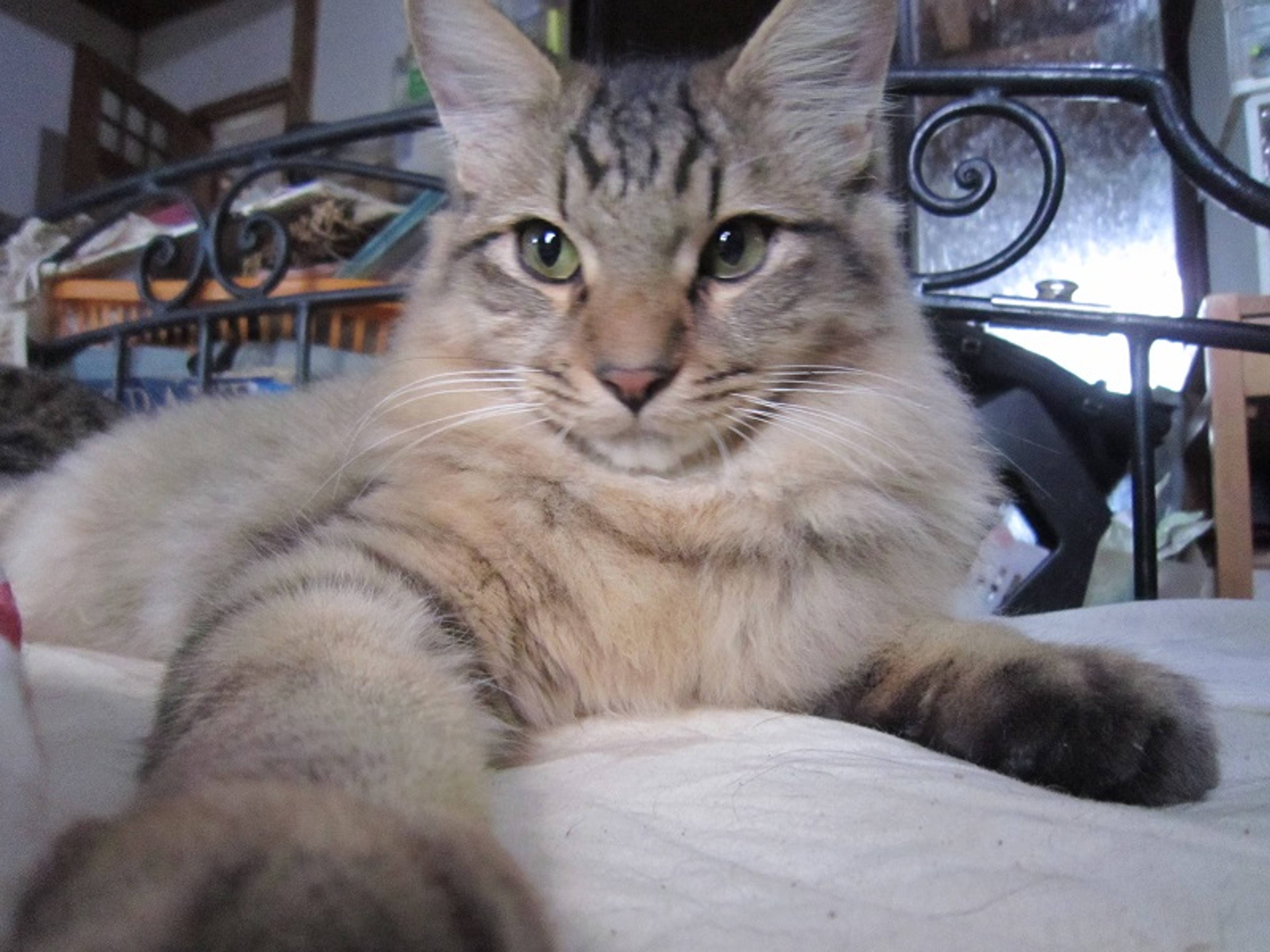 雑種（ミックス猫）・オスの里親募集の写真