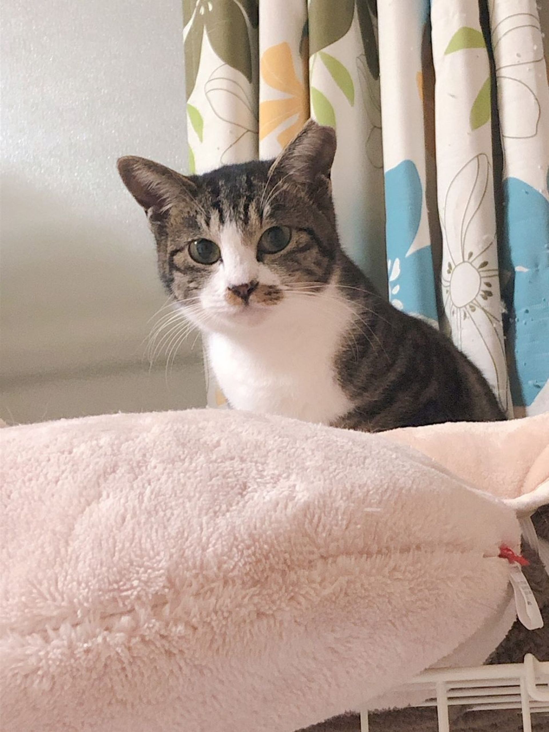雑種（ミックス猫）・メスの里親募集の写真