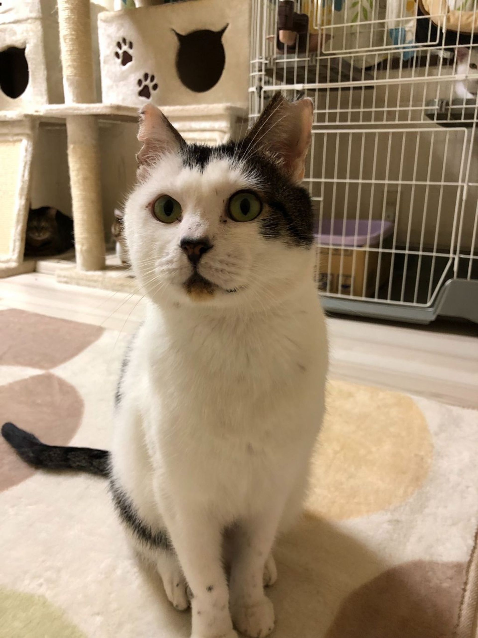 雑種（ミックス猫）・オスの里親募集の写真