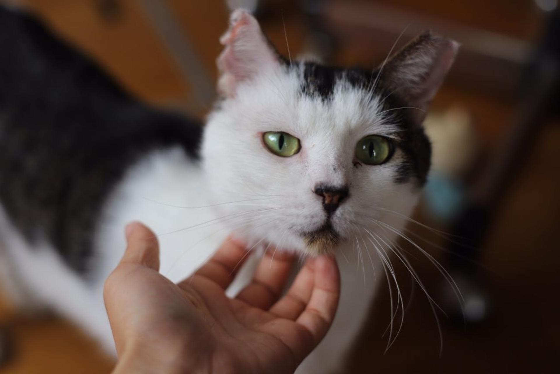pet-image-2
