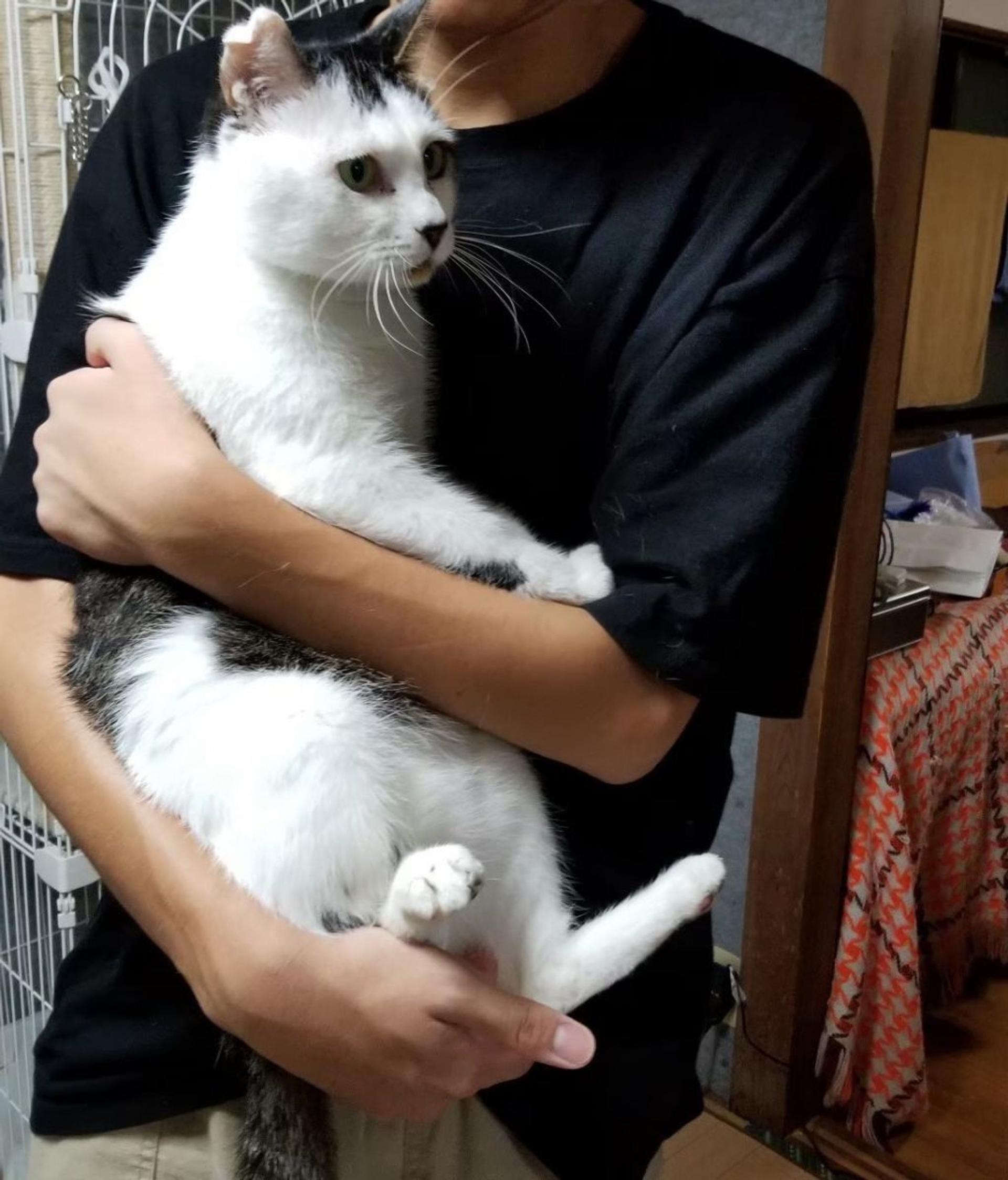pet-image-3