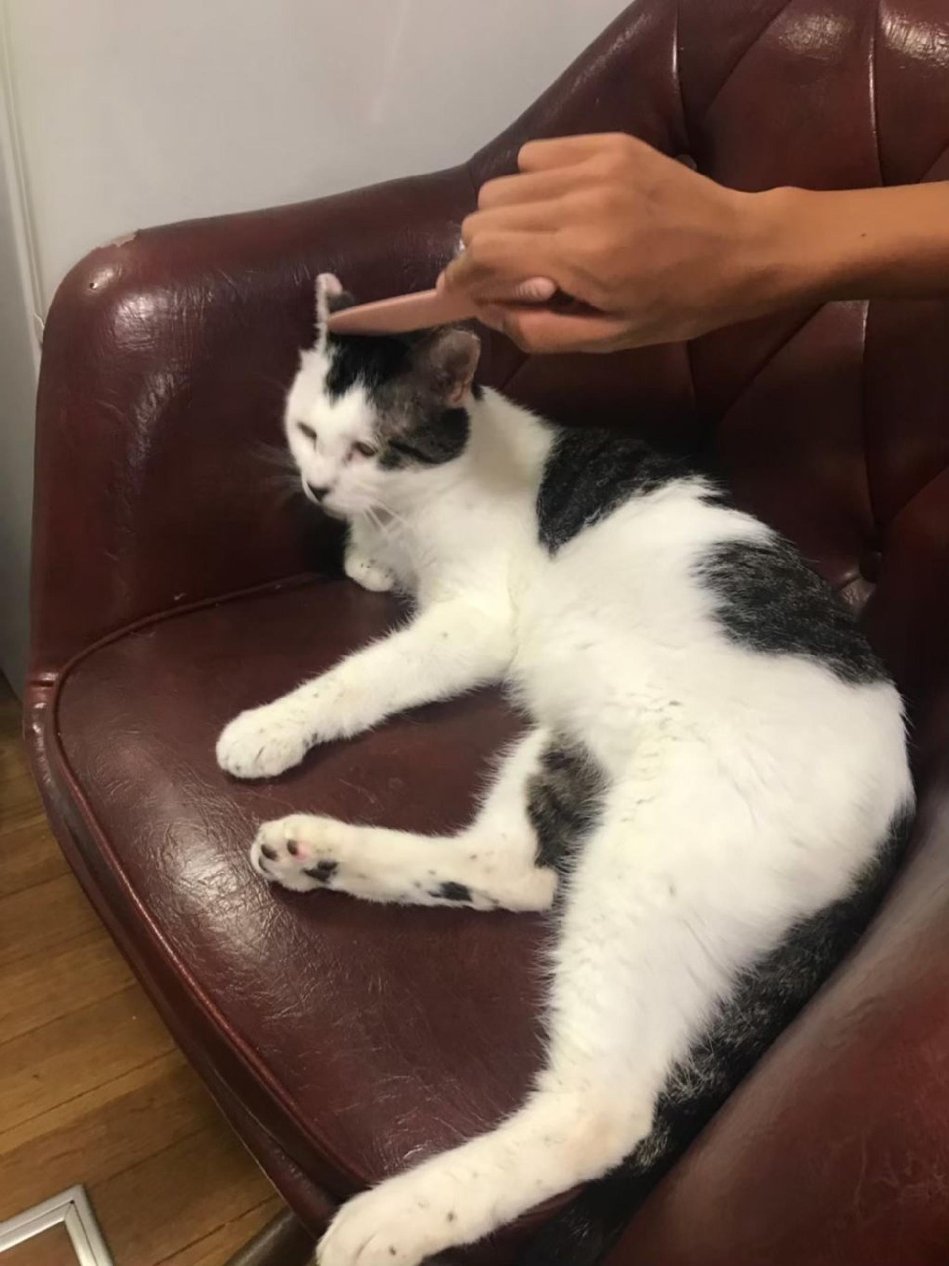 pet-image-4