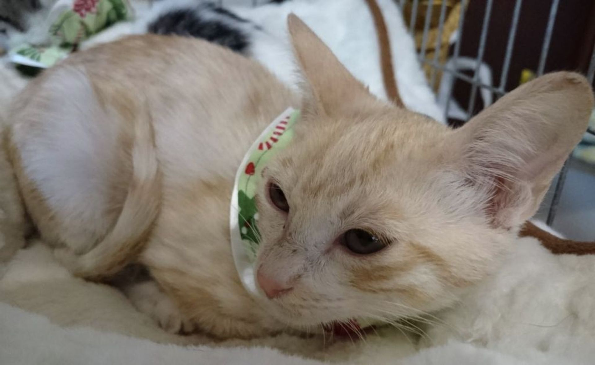 雑種（ミックス猫）・オスの里親募集の写真