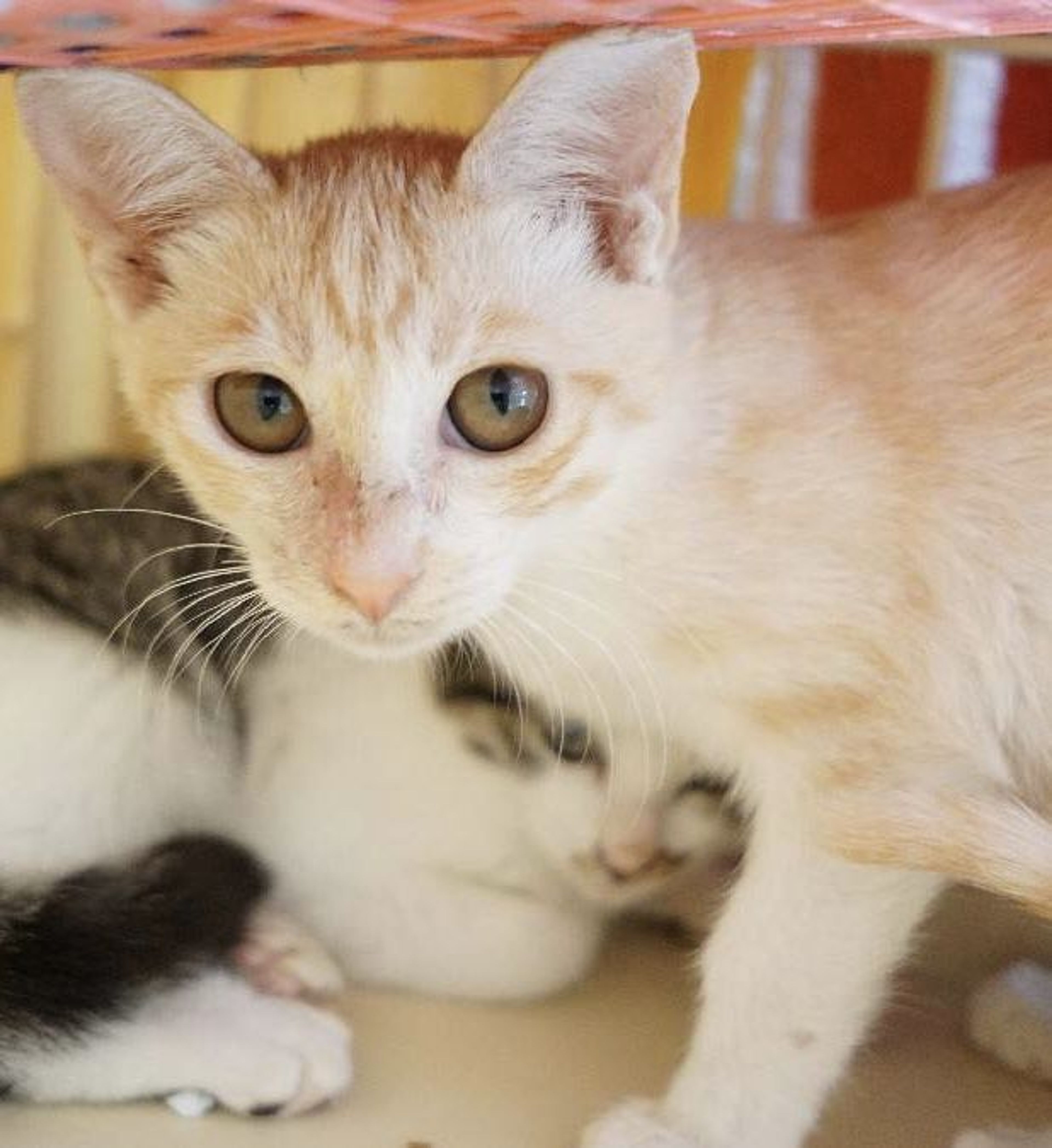 pet-image-5