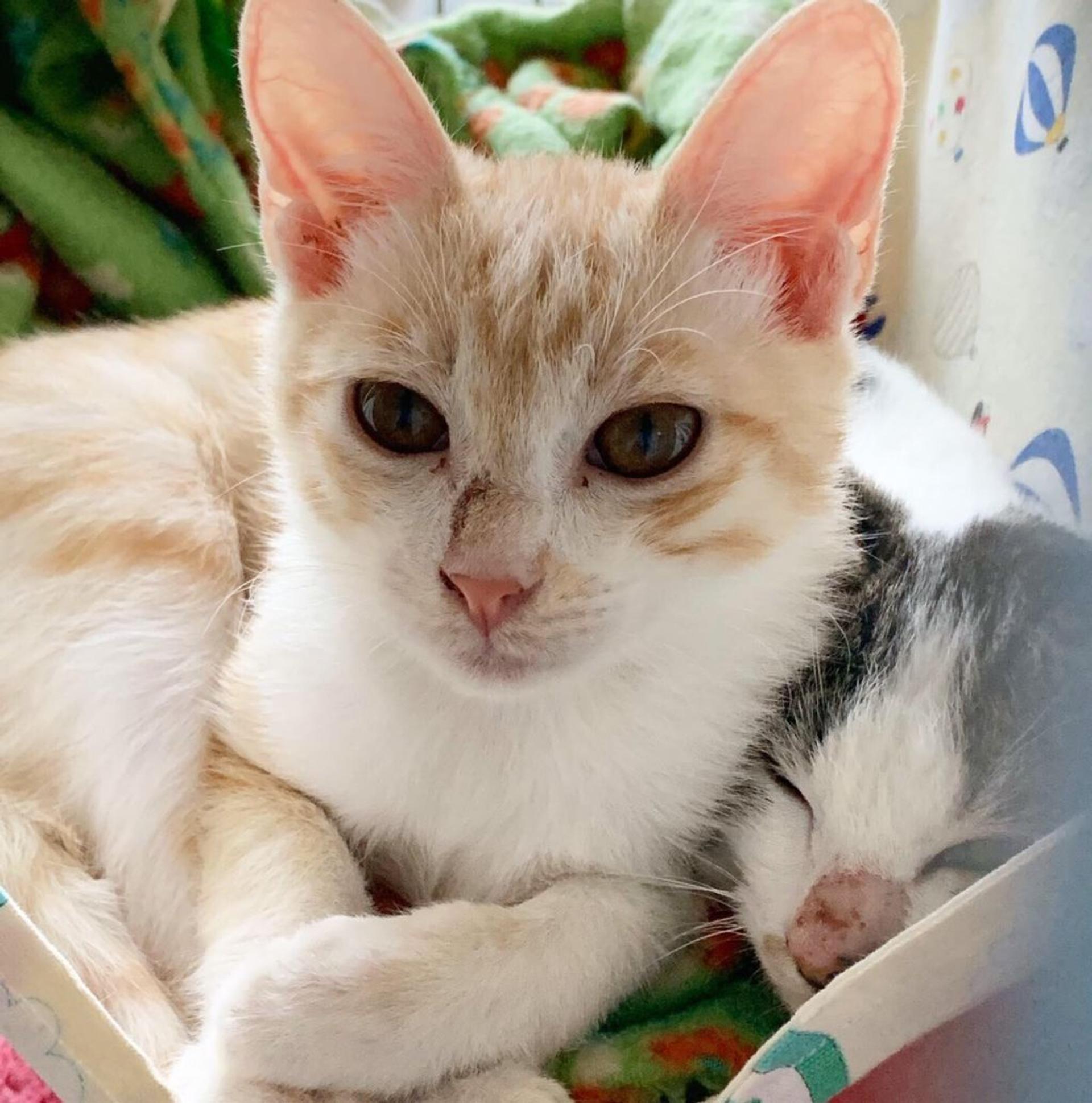pet-image-6