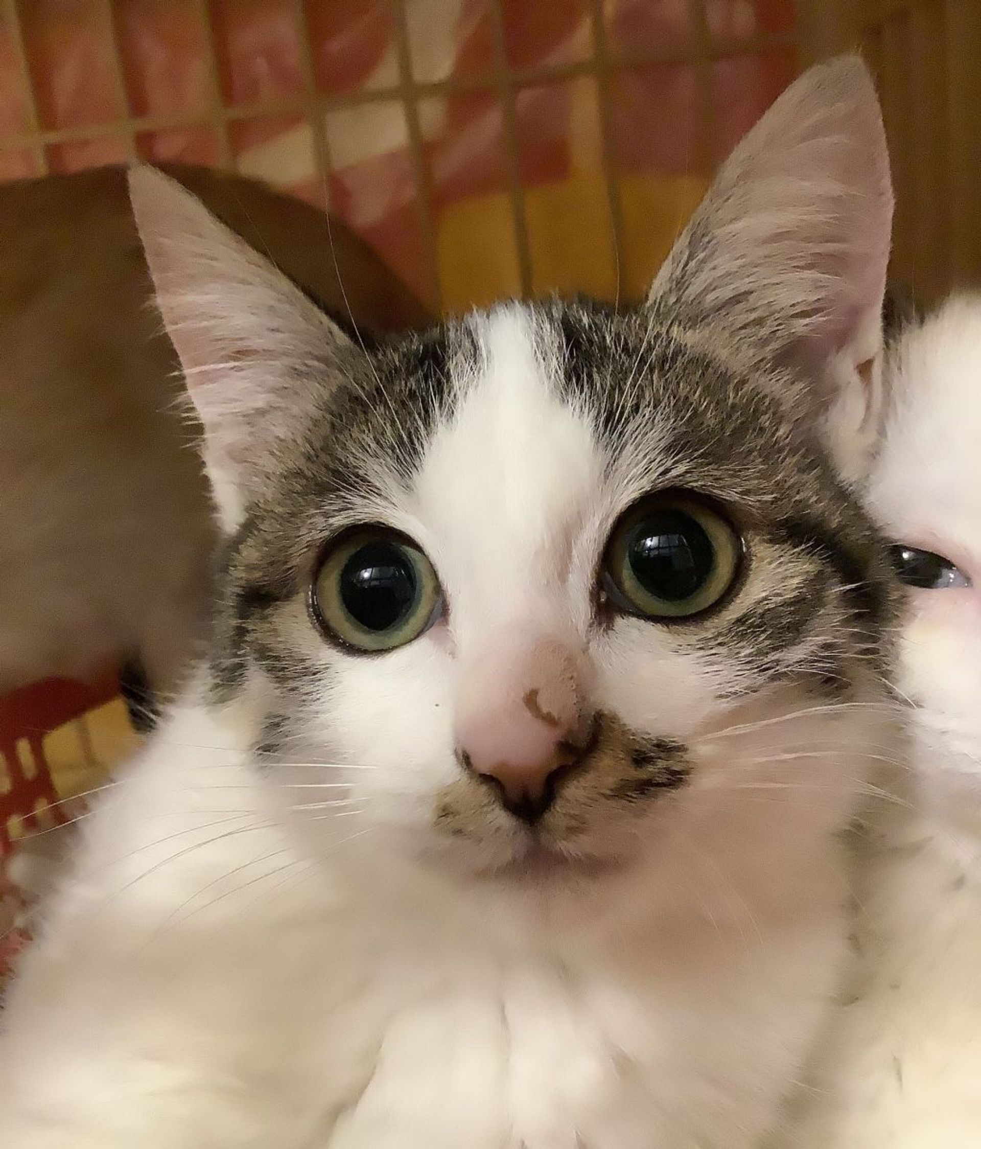 雑種（ミックス猫）・メスの里親募集の写真