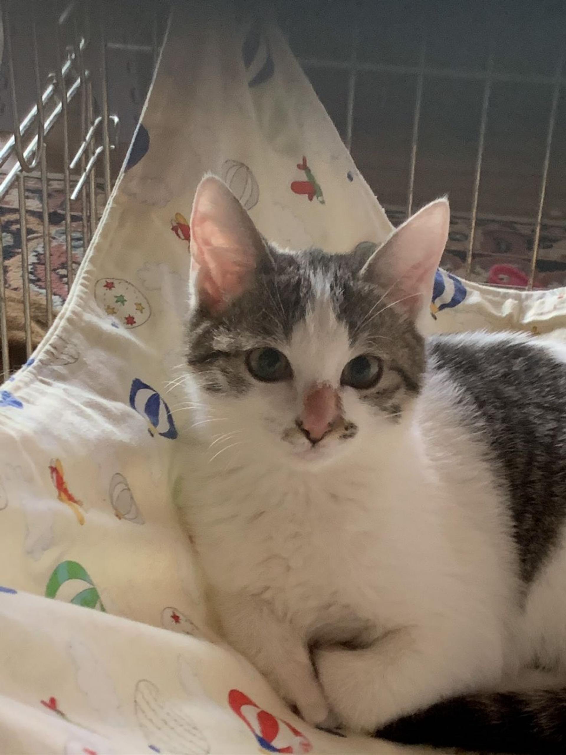 pet-image-5