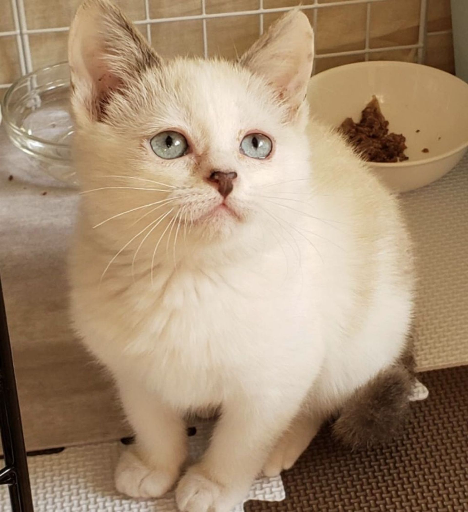 雑種（ミックス猫）・メスの里親募集の写真