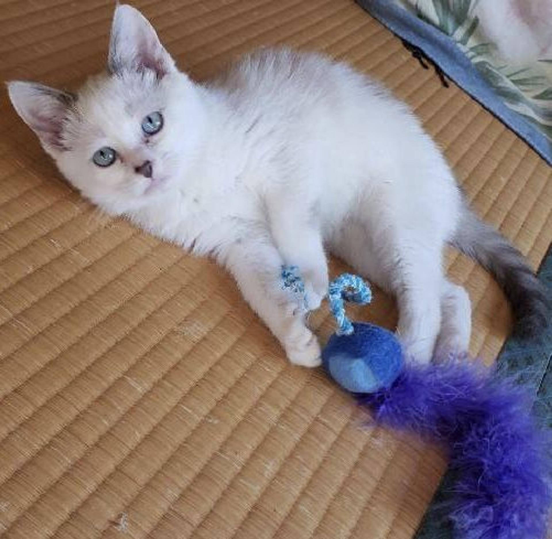 pet-image-3