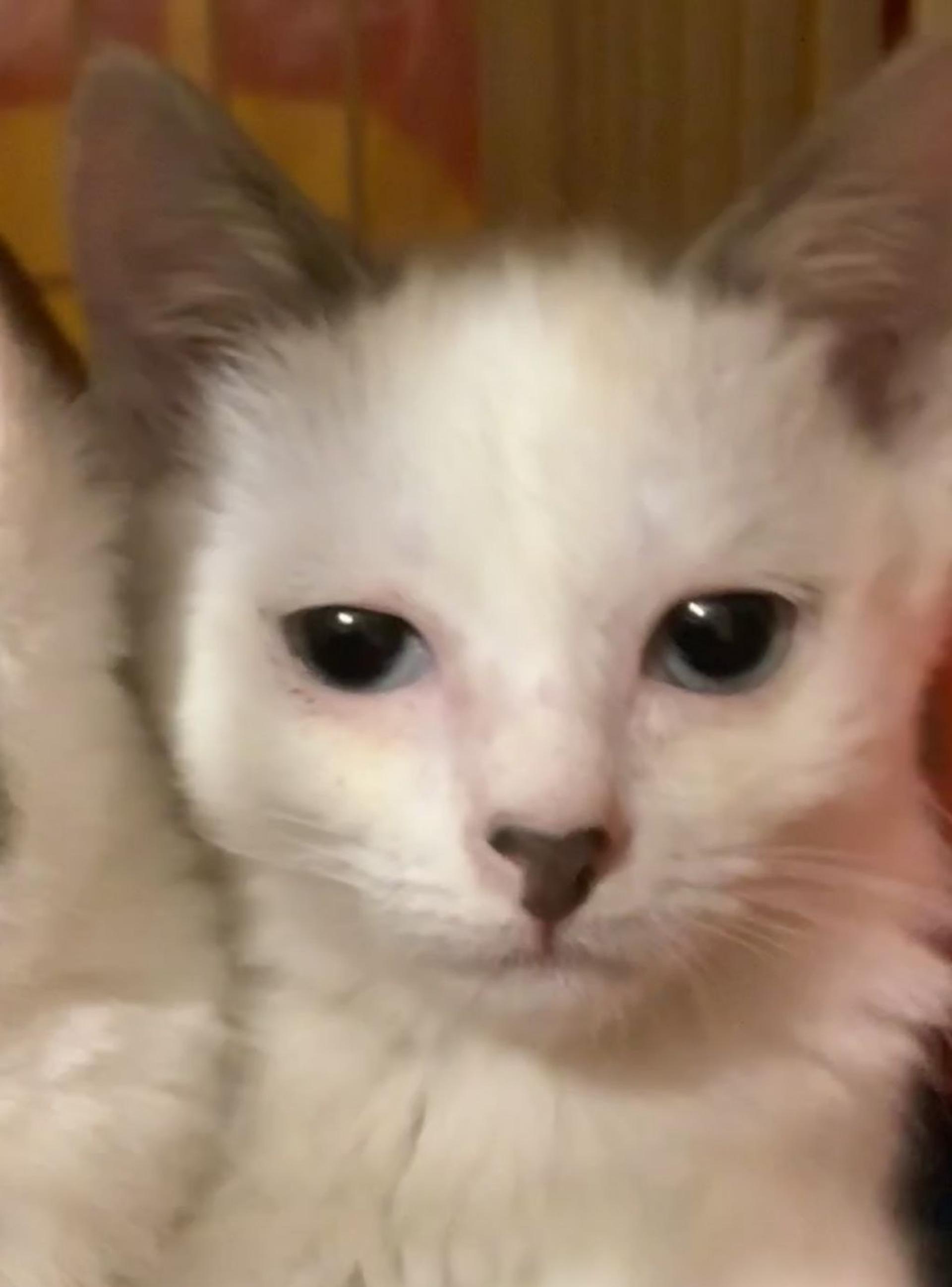 pet-image-2