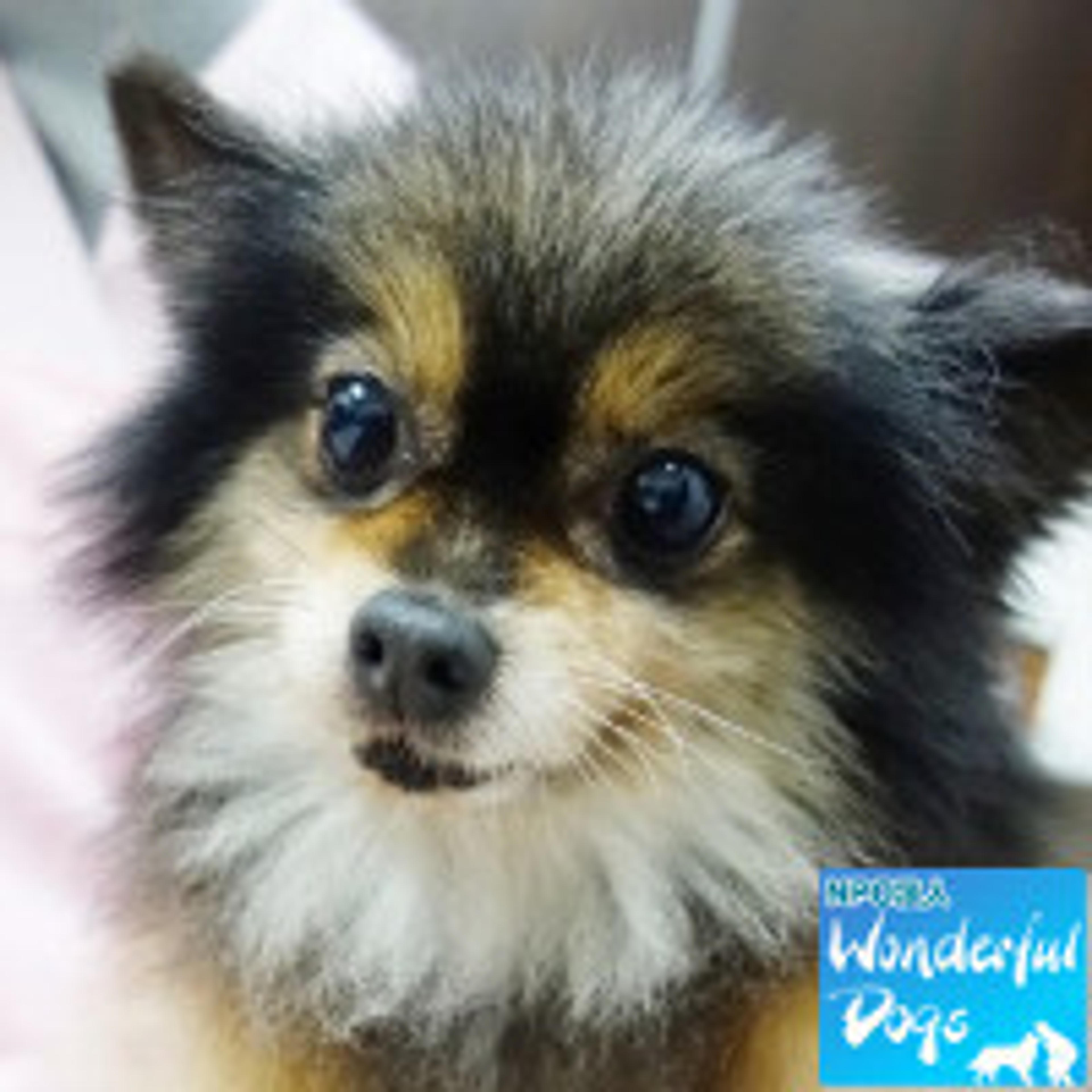 pet-image-2