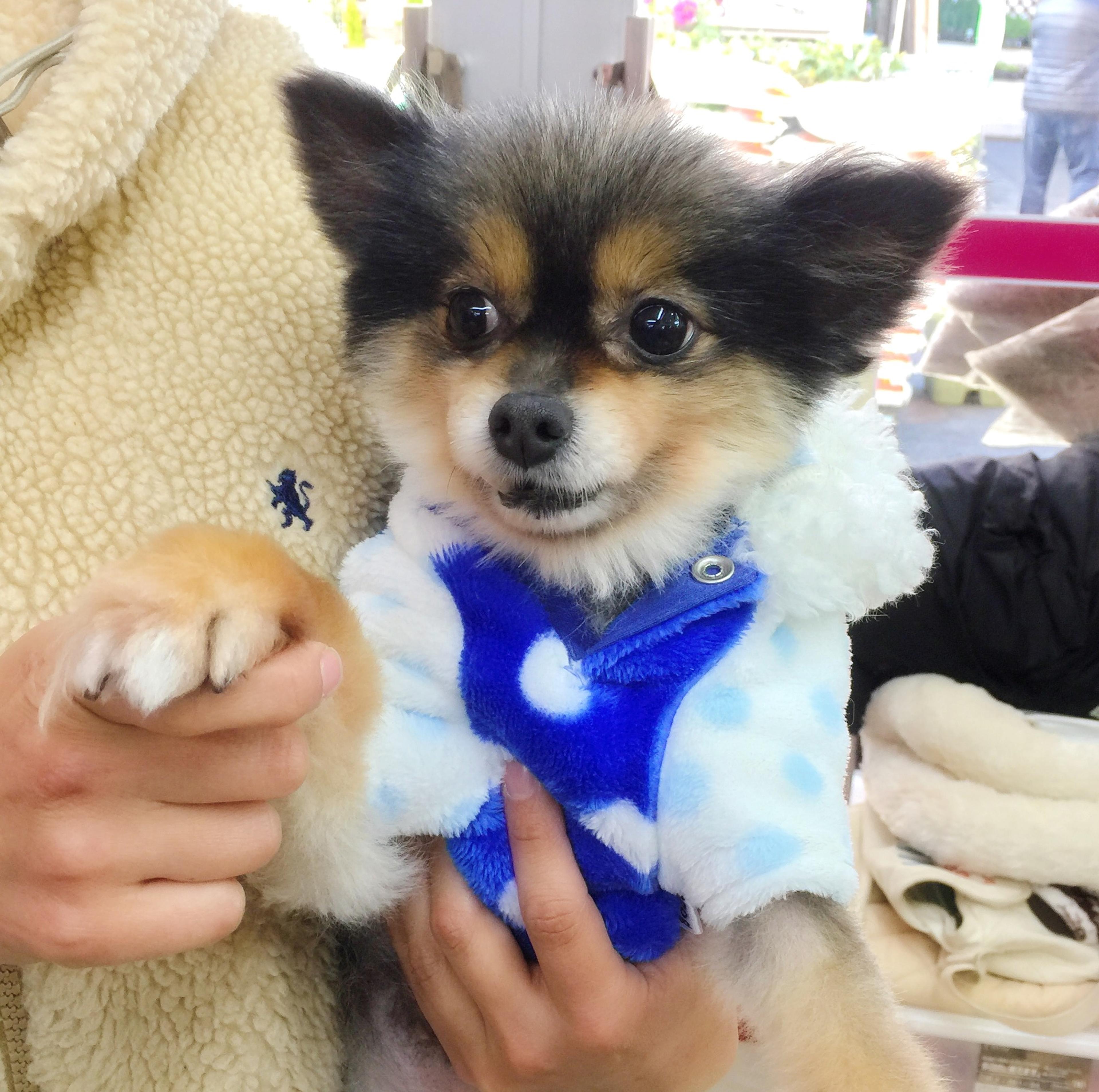 pet-image-3
