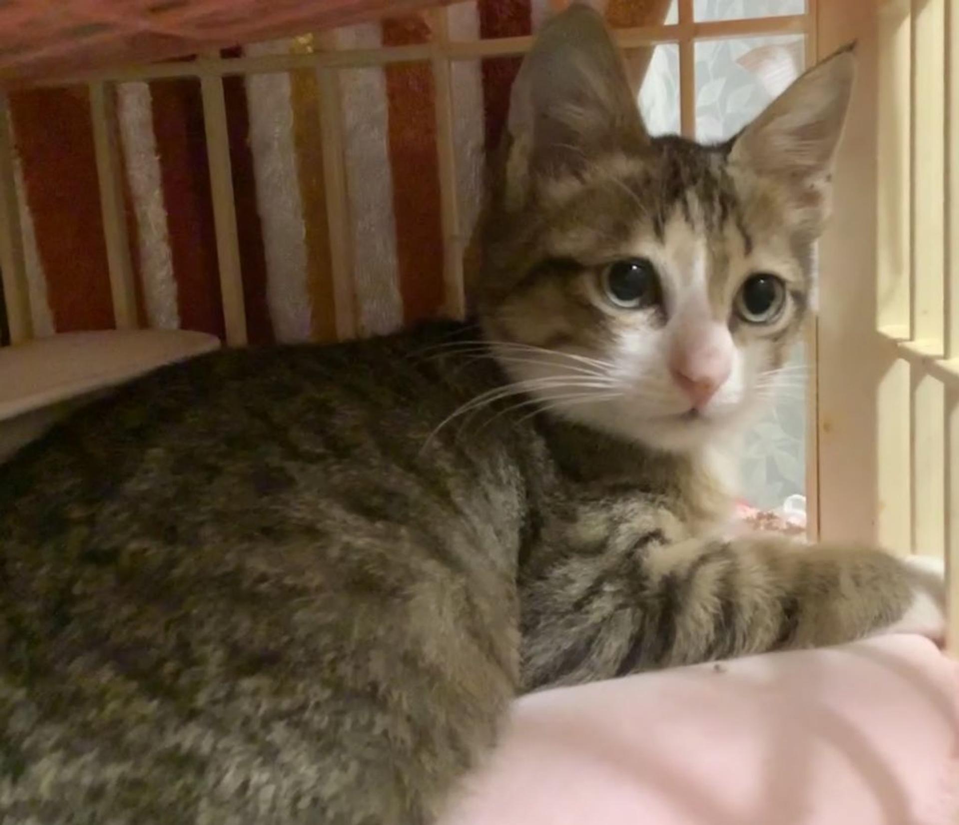 pet-image-2