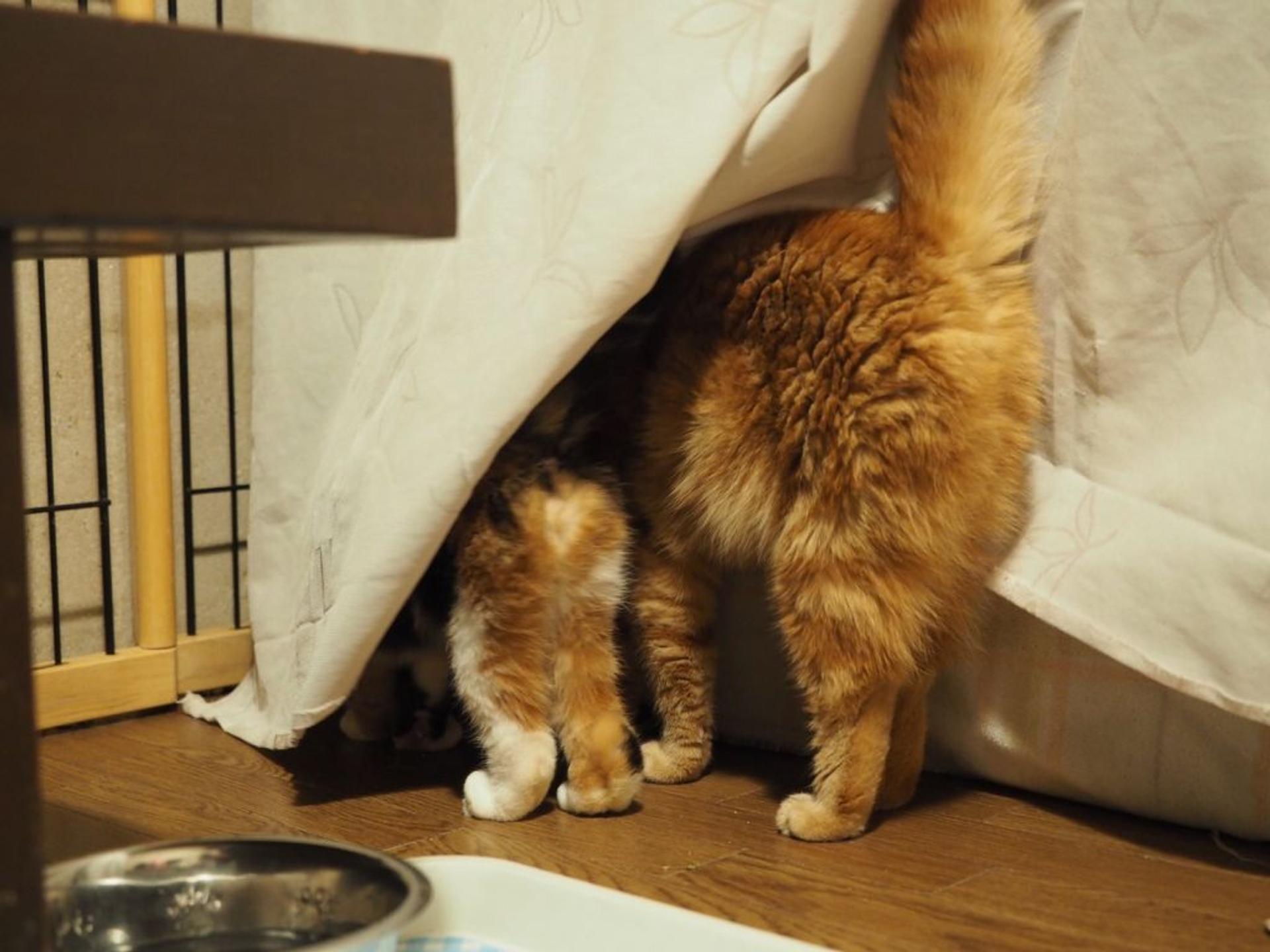 pet-image-4