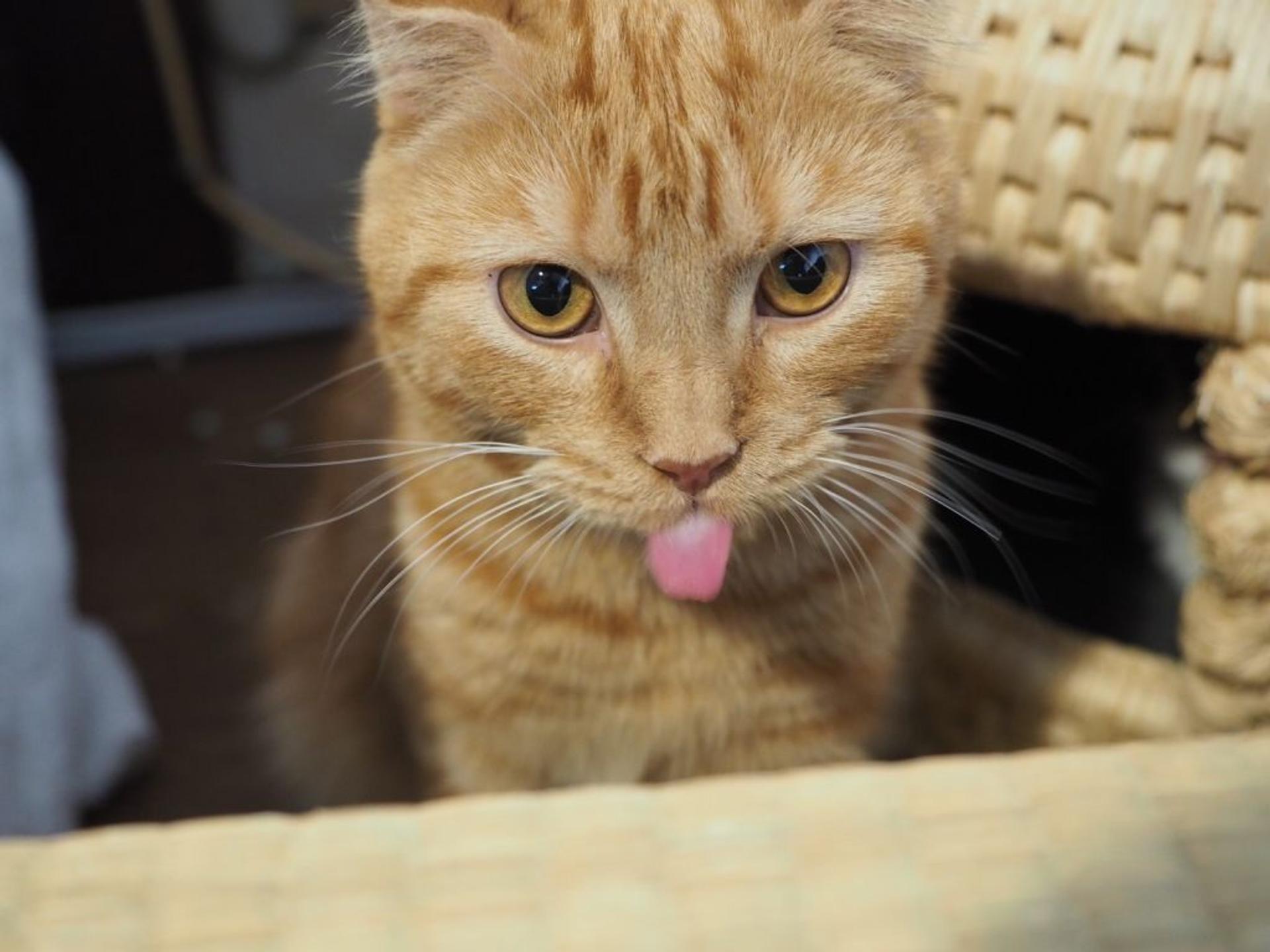 pet-image-5