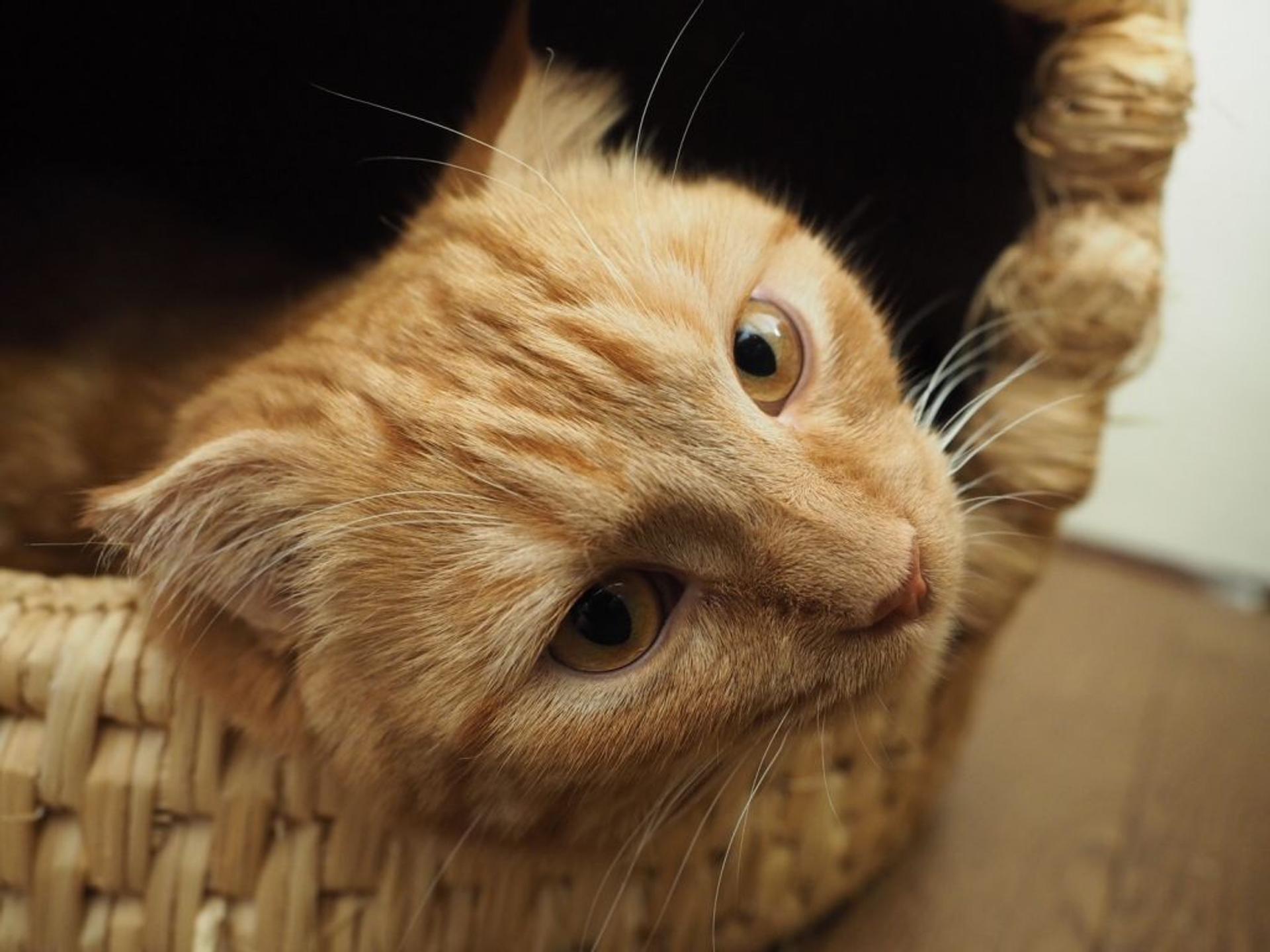 pet-image-6