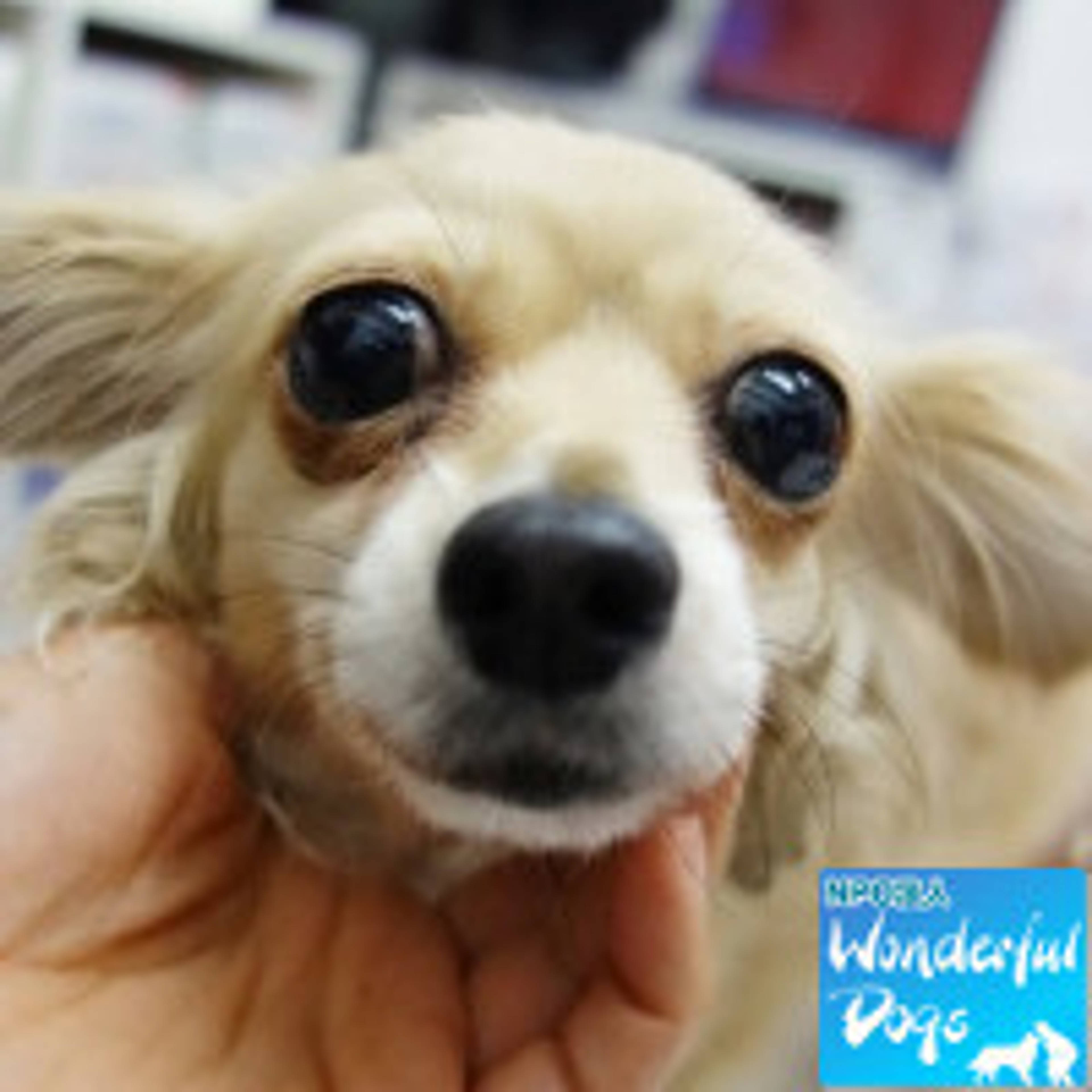 雑種（ミックス犬）・メスの里親募集の写真