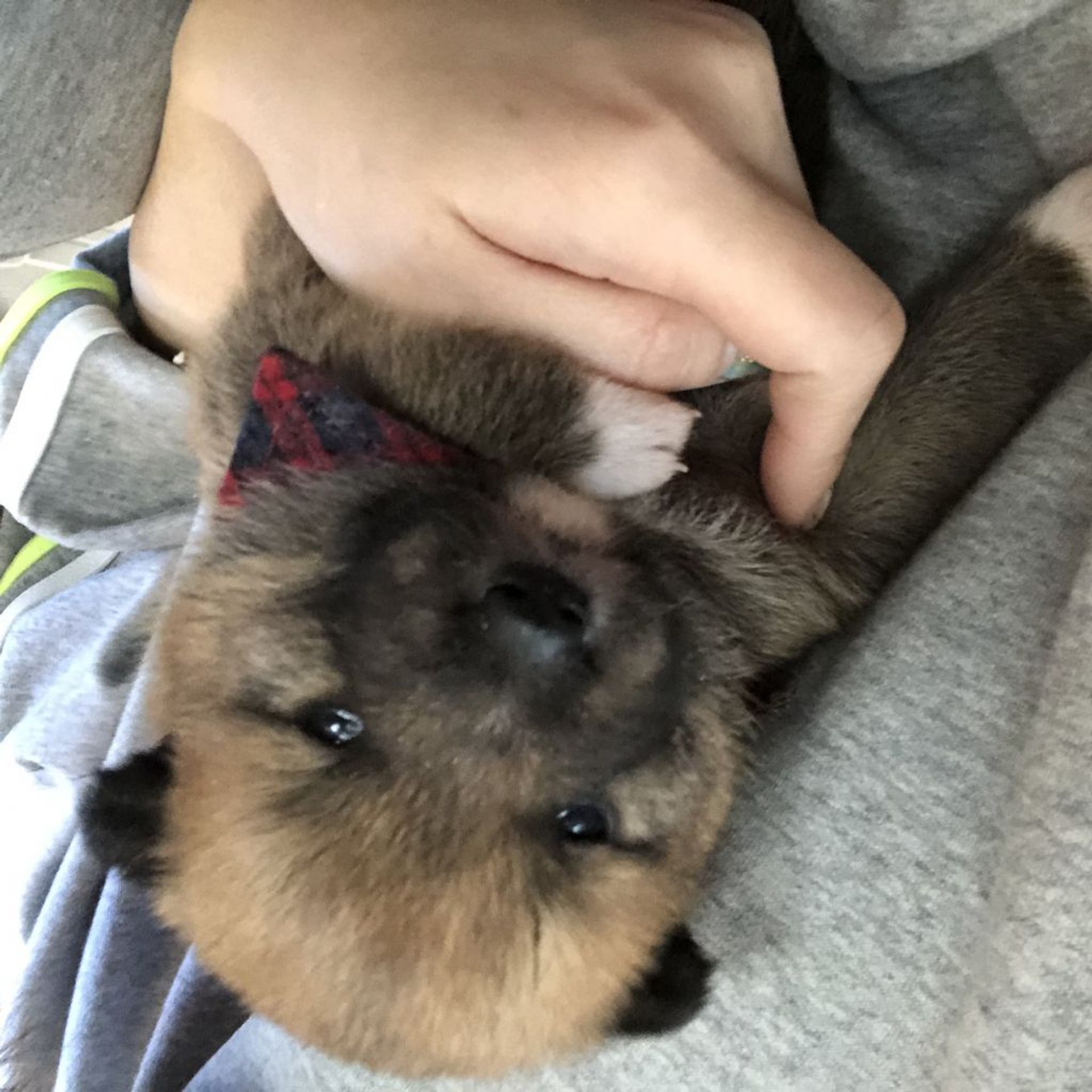 雑種（ミックス犬）・オスの里親募集の写真