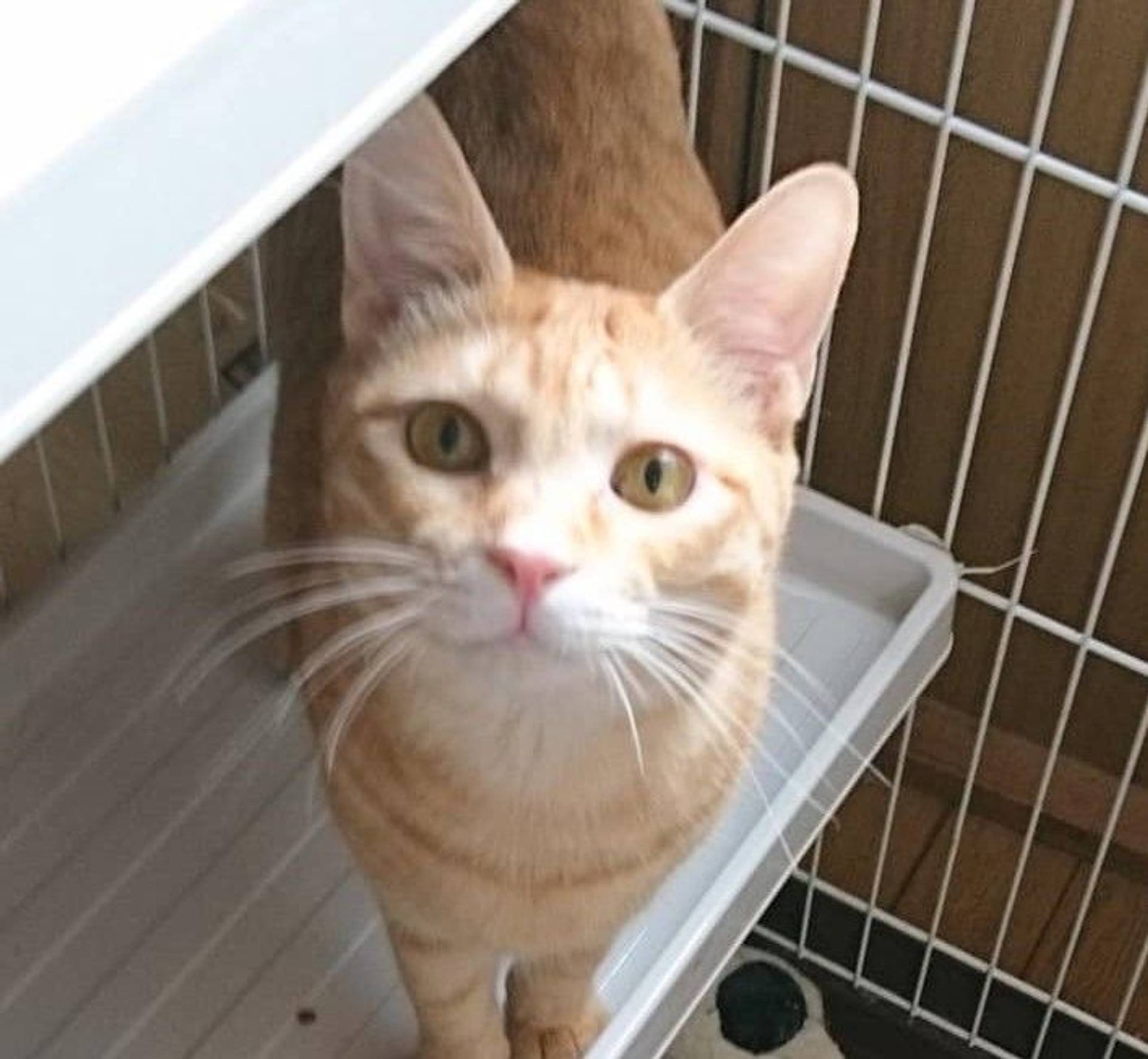 雑種（ミックス猫）・オスの里親募集の写真