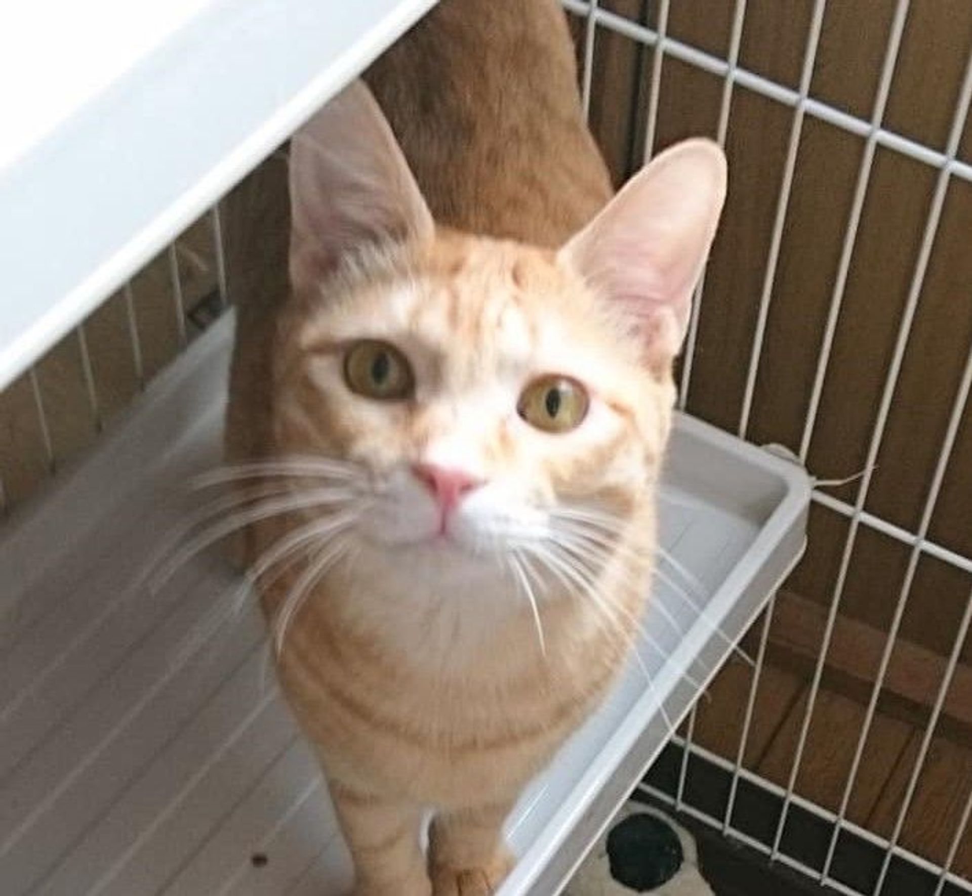 雑種（ミックス猫）・オスの里親募集の写真