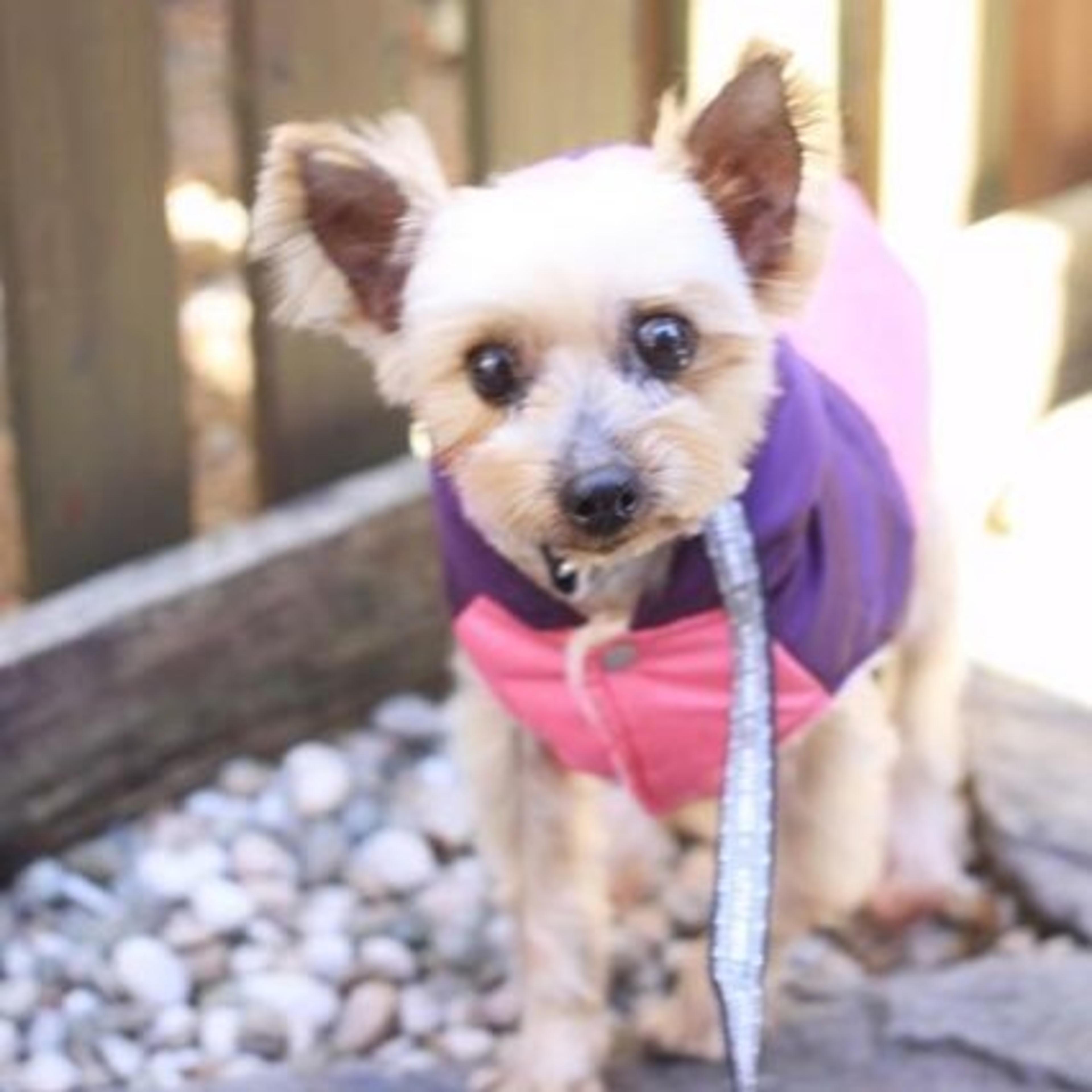 pet-image-2