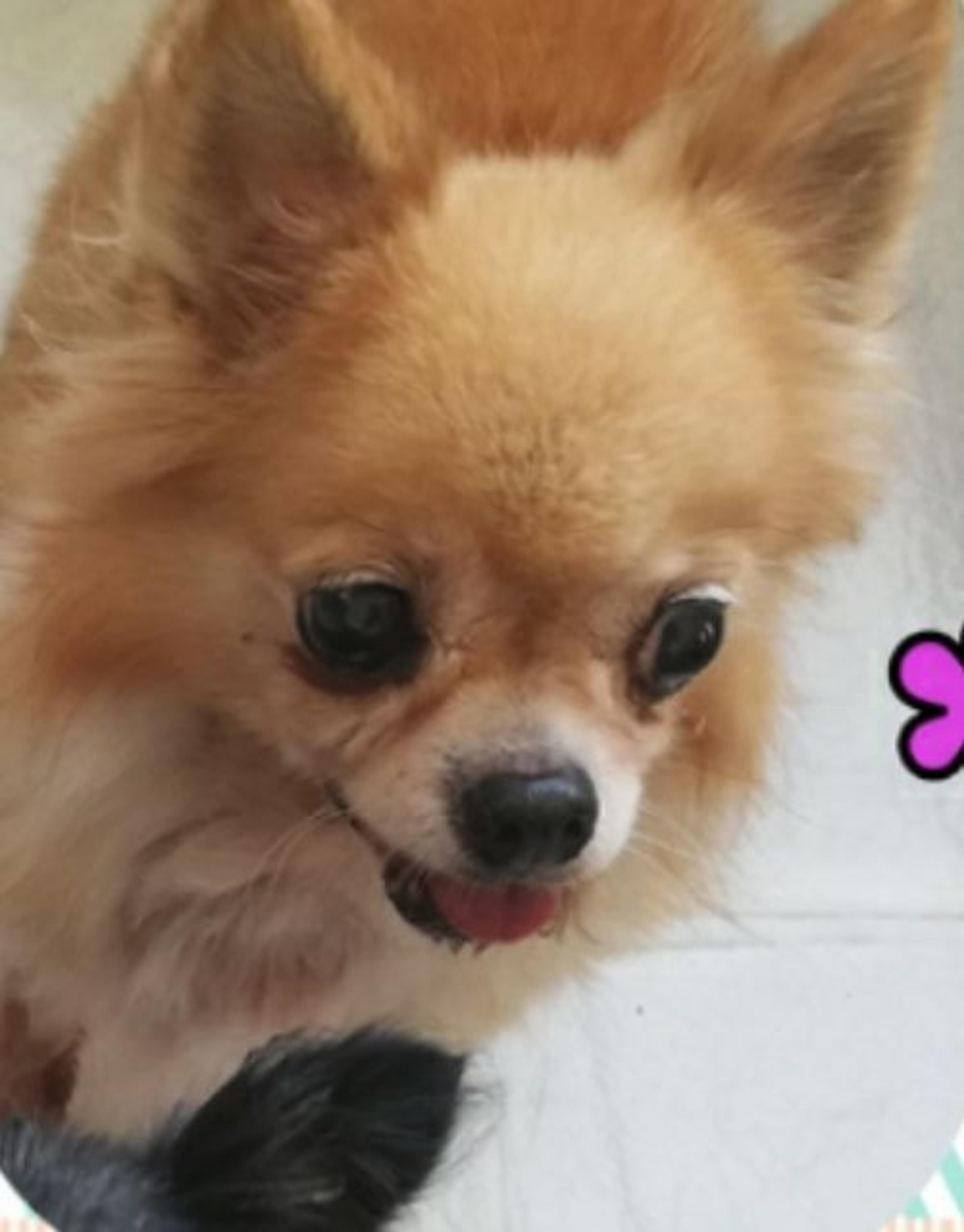 pet-image-3