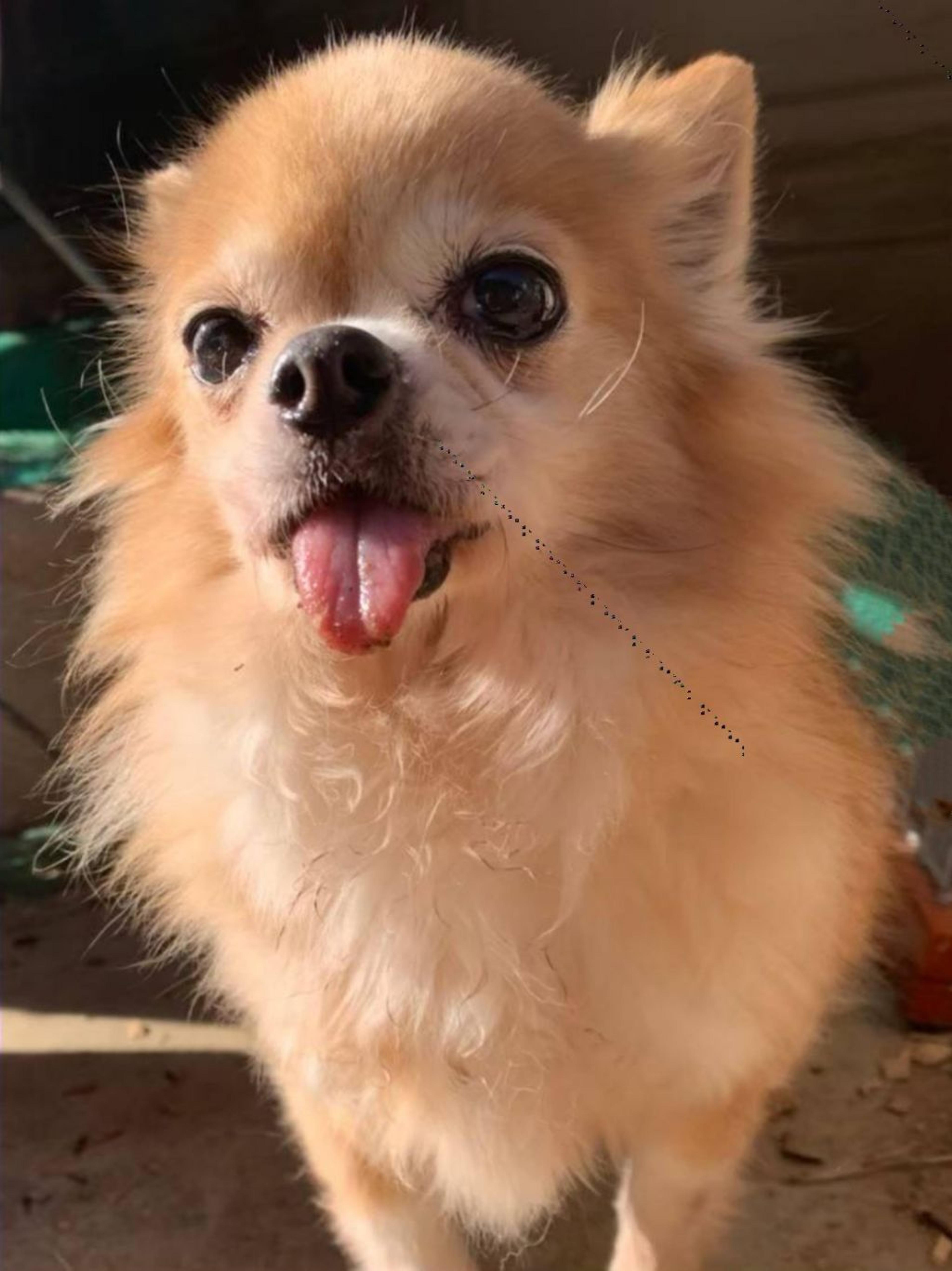 pet-image-2