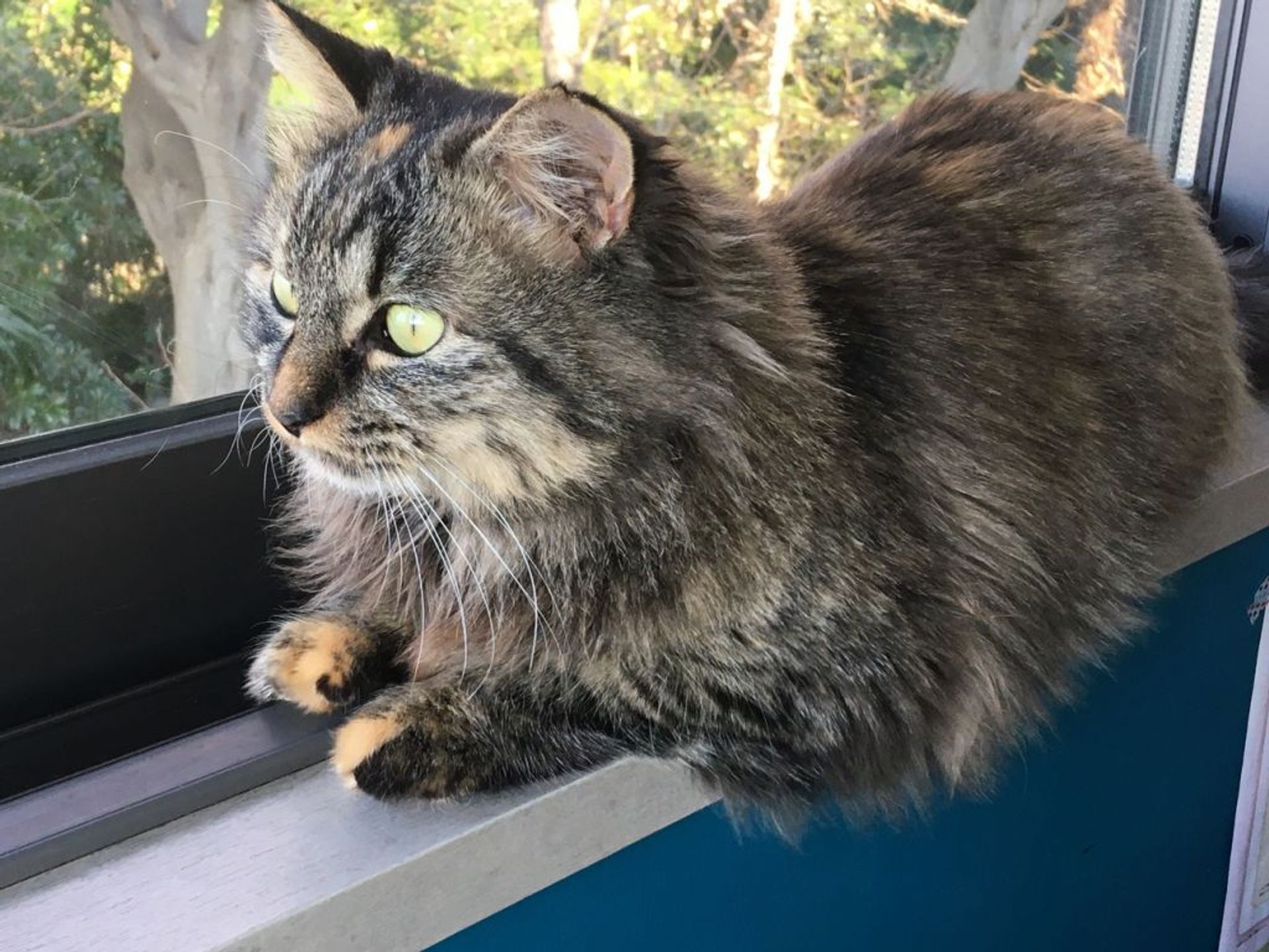 雑種（ミックス猫）・メスの里親募集の写真