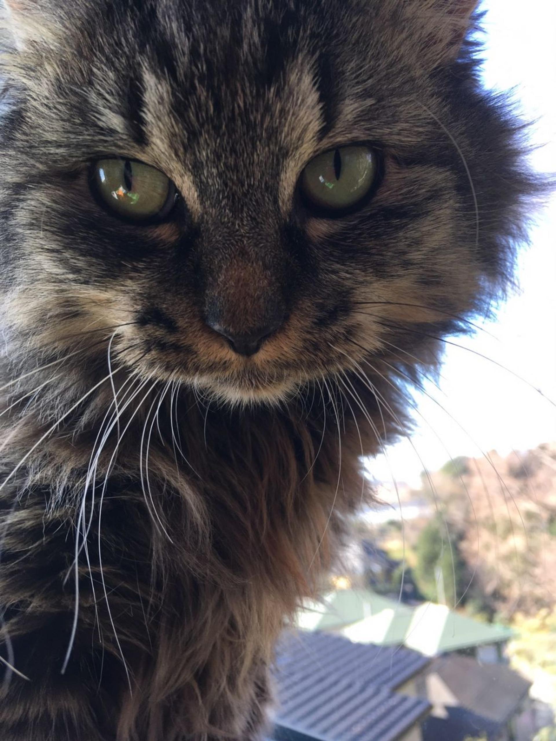 pet-image-7