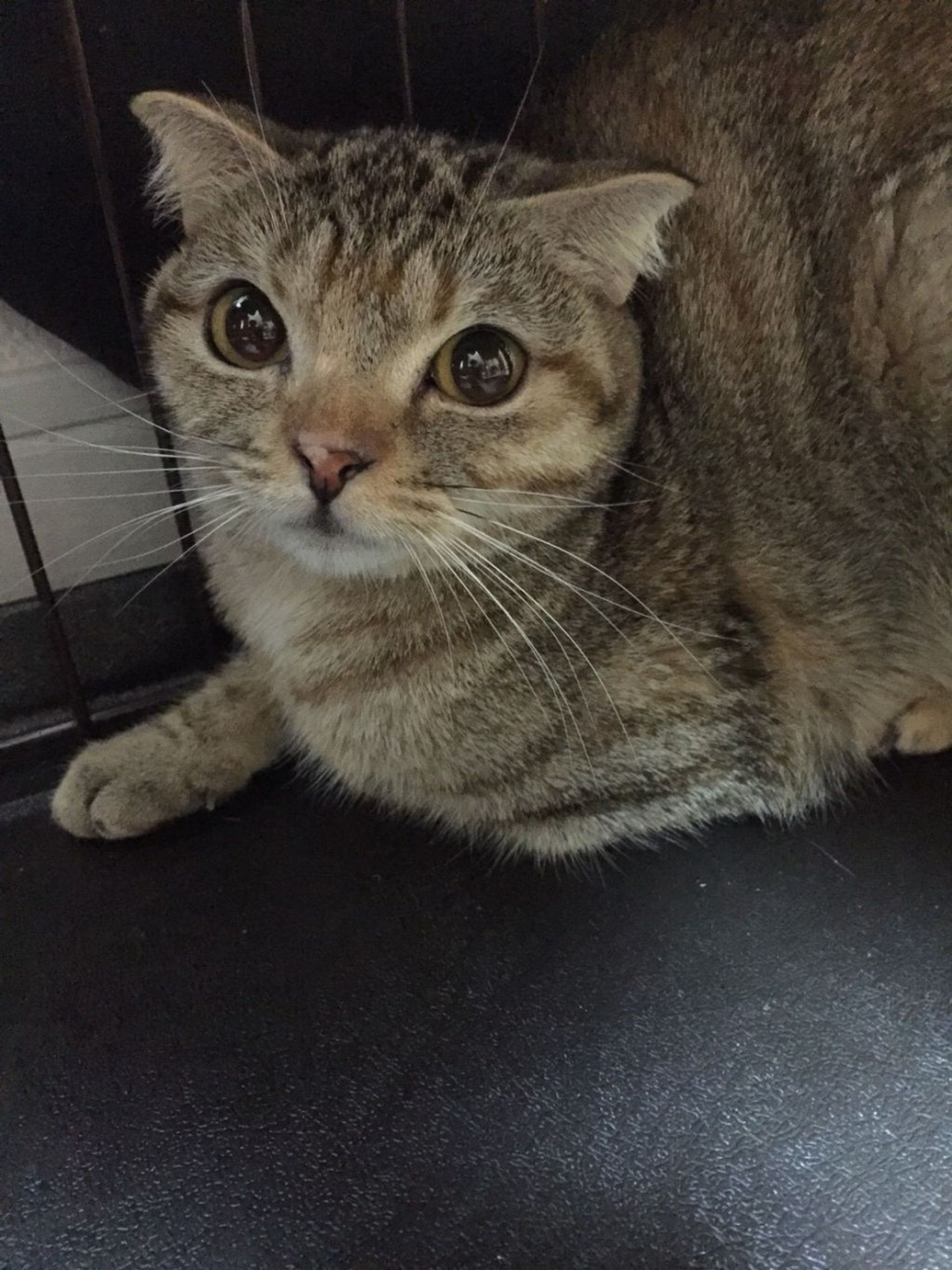 雑種（ミックス猫）・メスの里親募集の写真