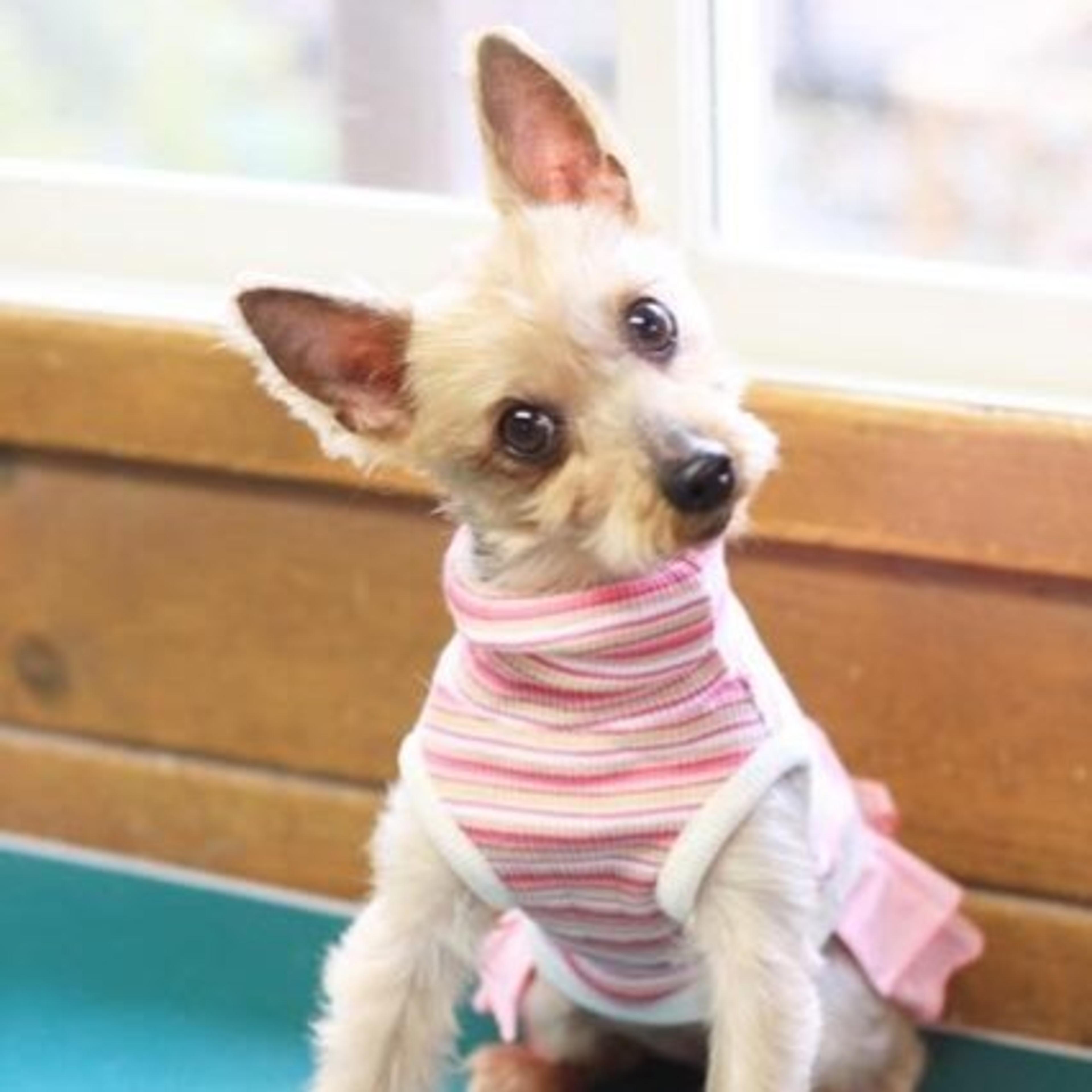 pet-image-2