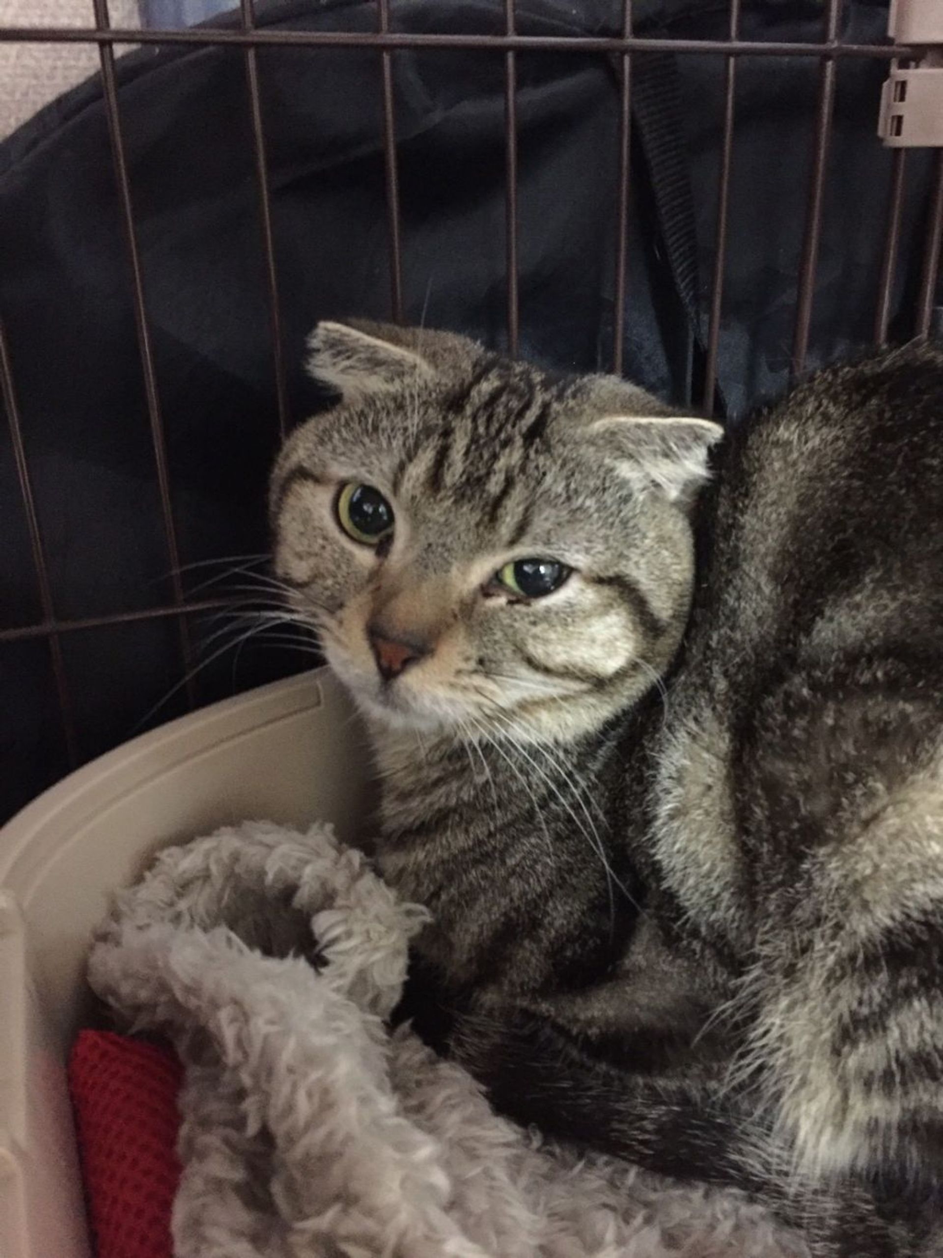 雑種（ミックス猫）・オスの里親募集の写真