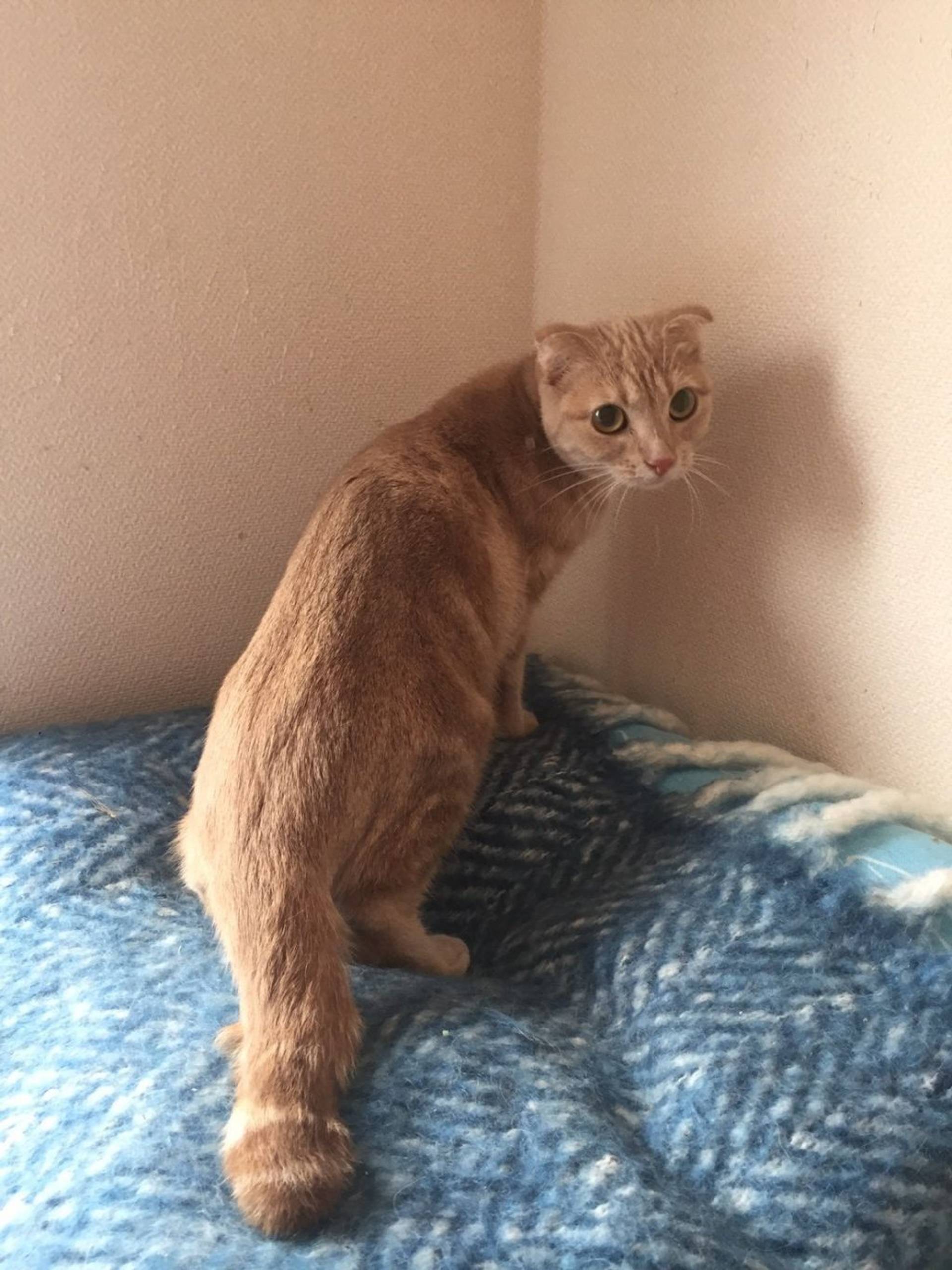 雑種（ミックス猫）・メスの里親募集の写真