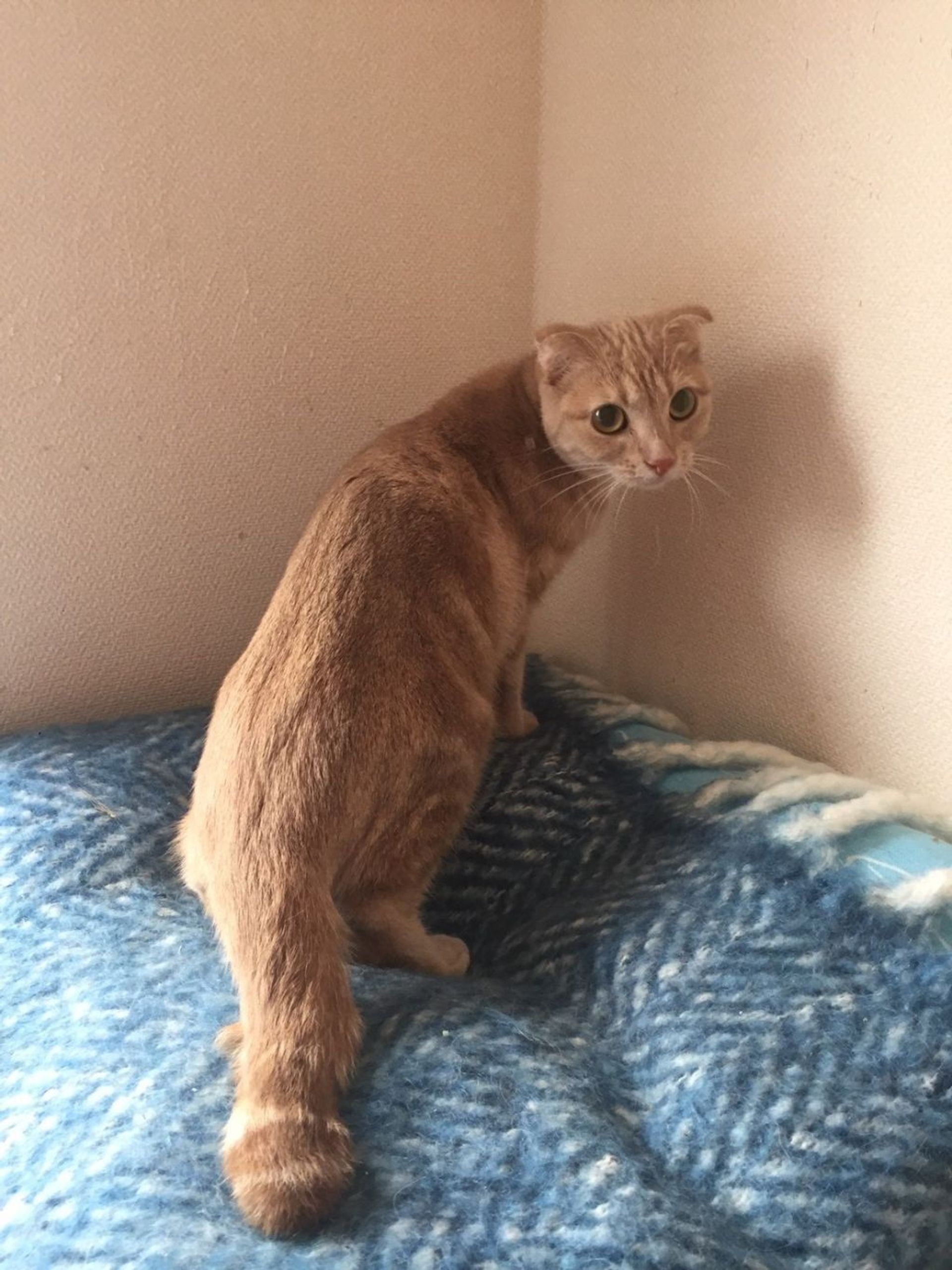 雑種（ミックス猫）・メスの里親募集の写真