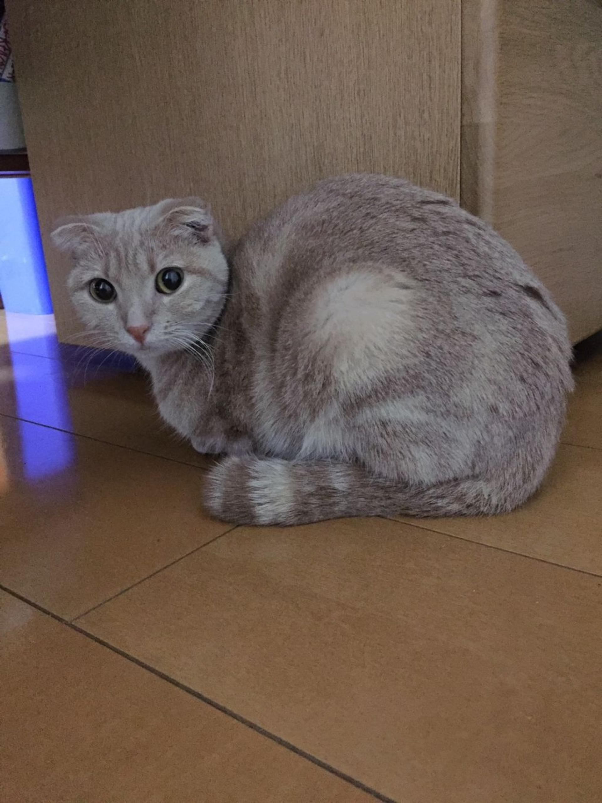 pet-image-4