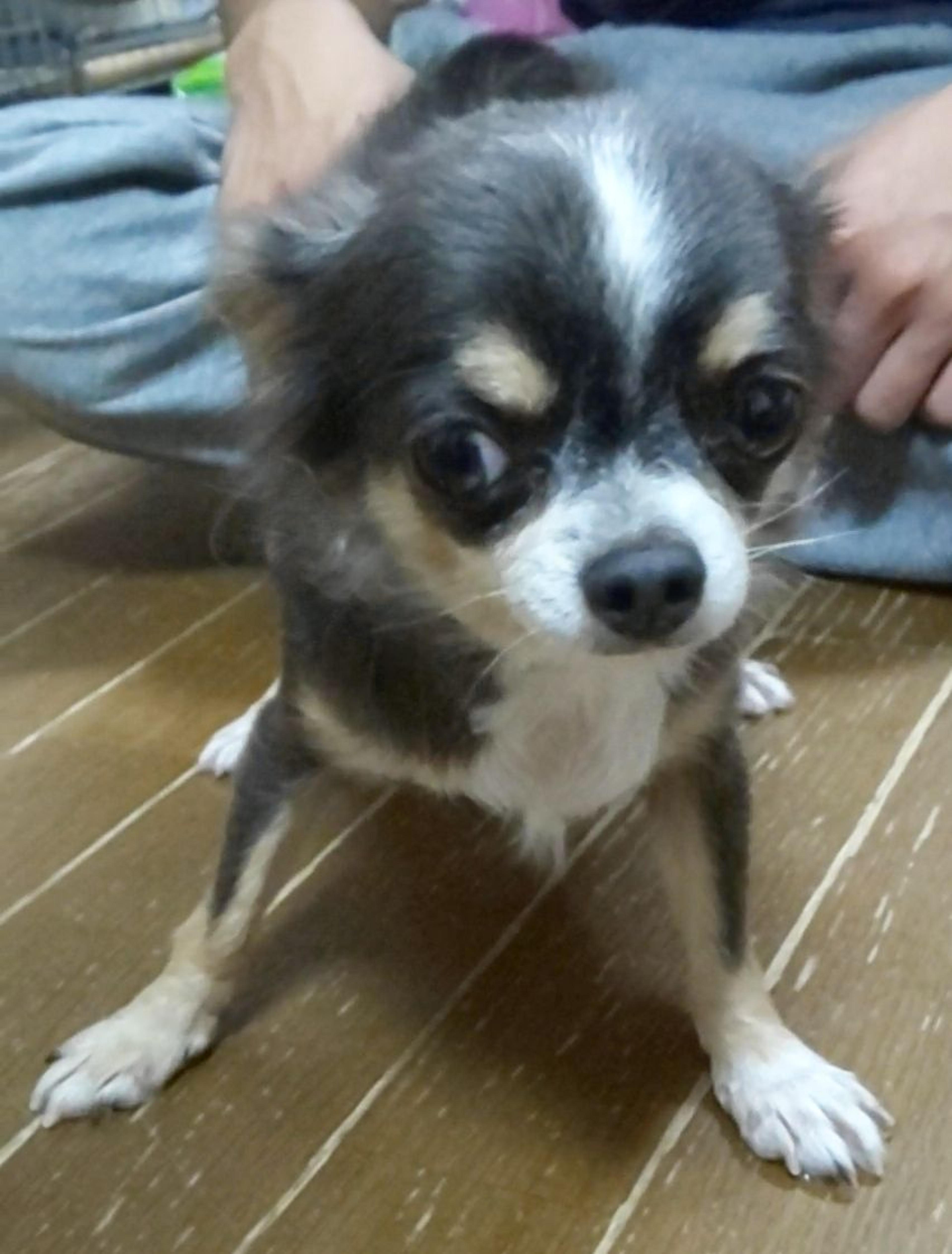 pet-image-2