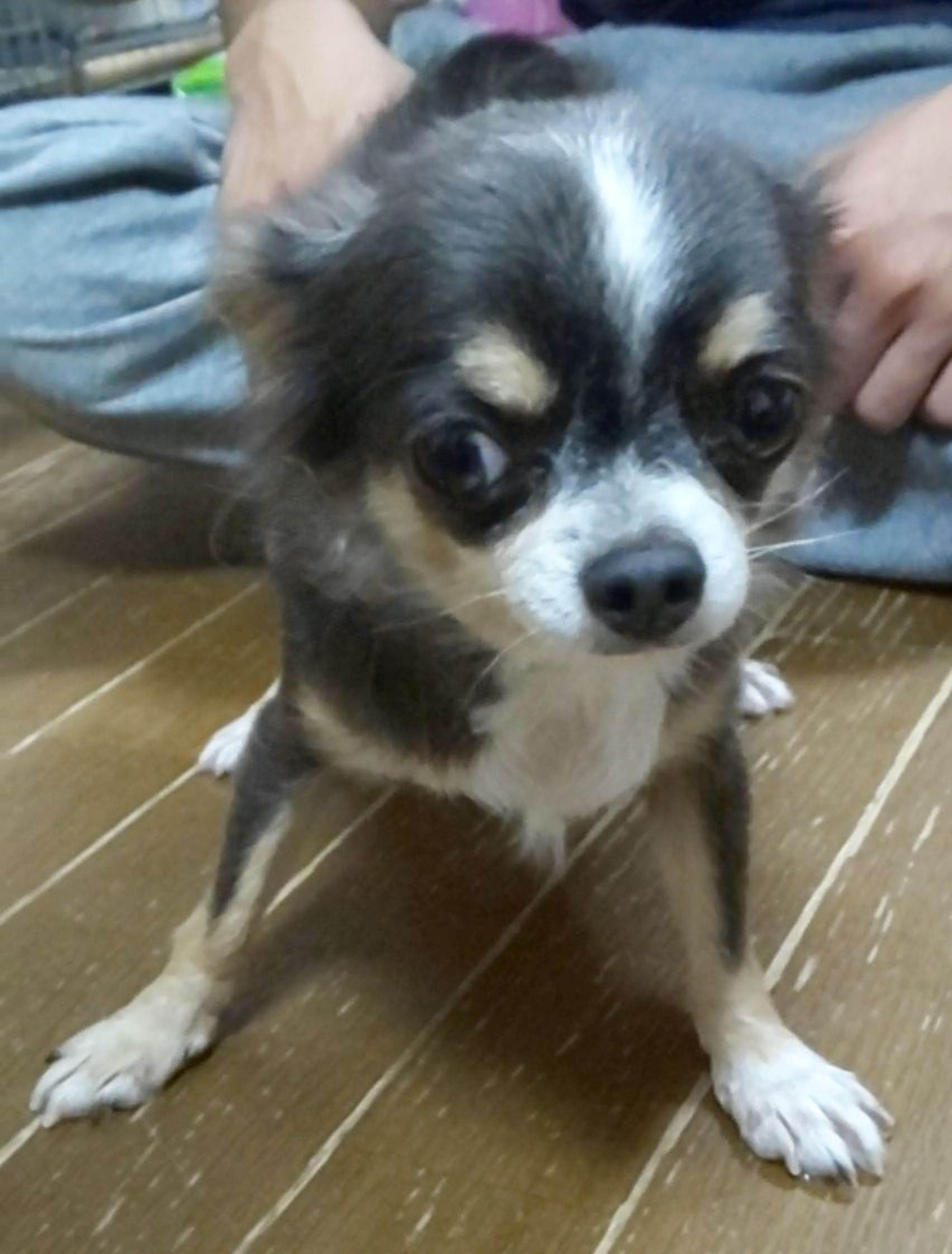 pet-image-2