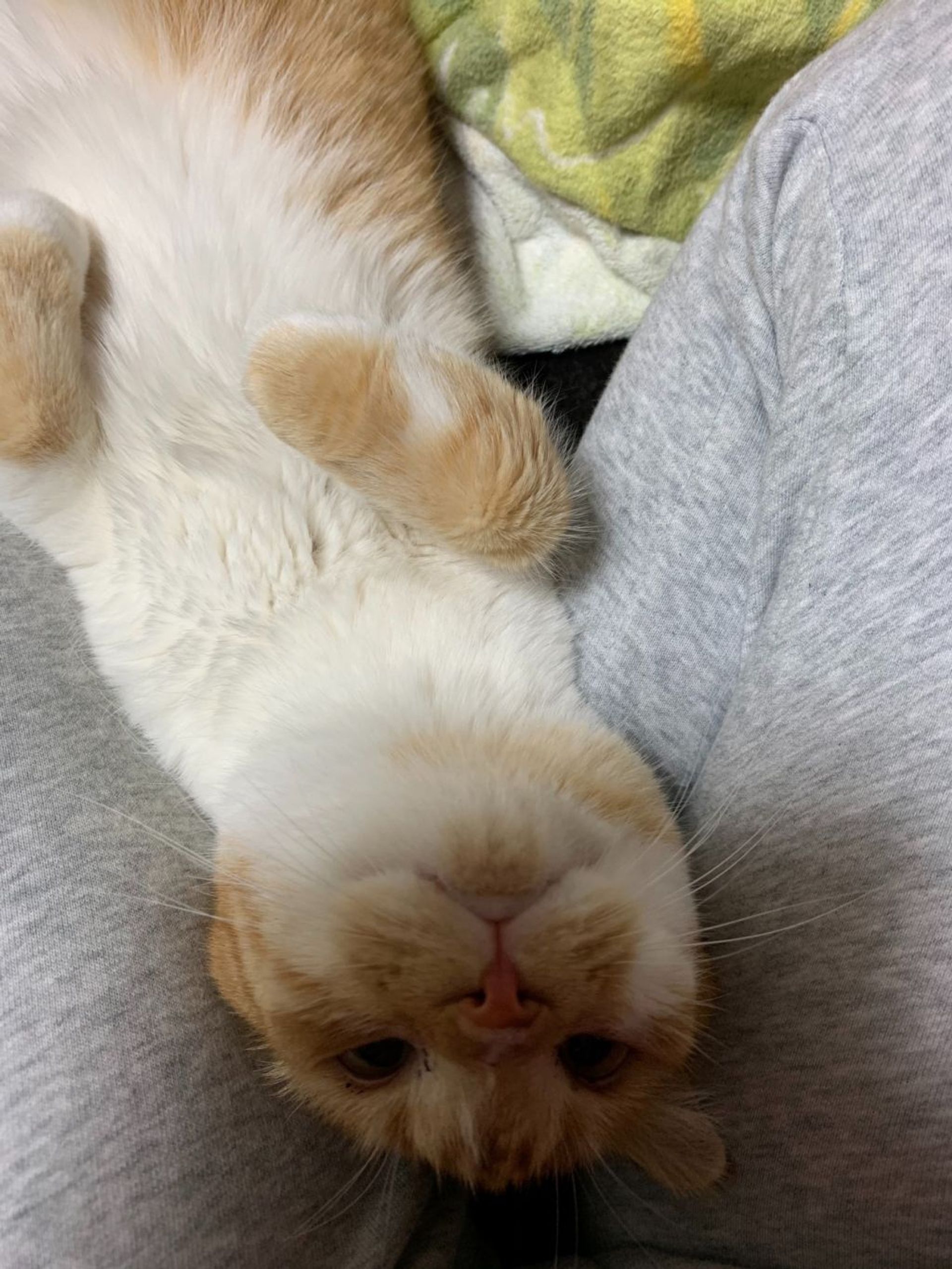 スコティッシュフォールド・オスの里親募集の写真
