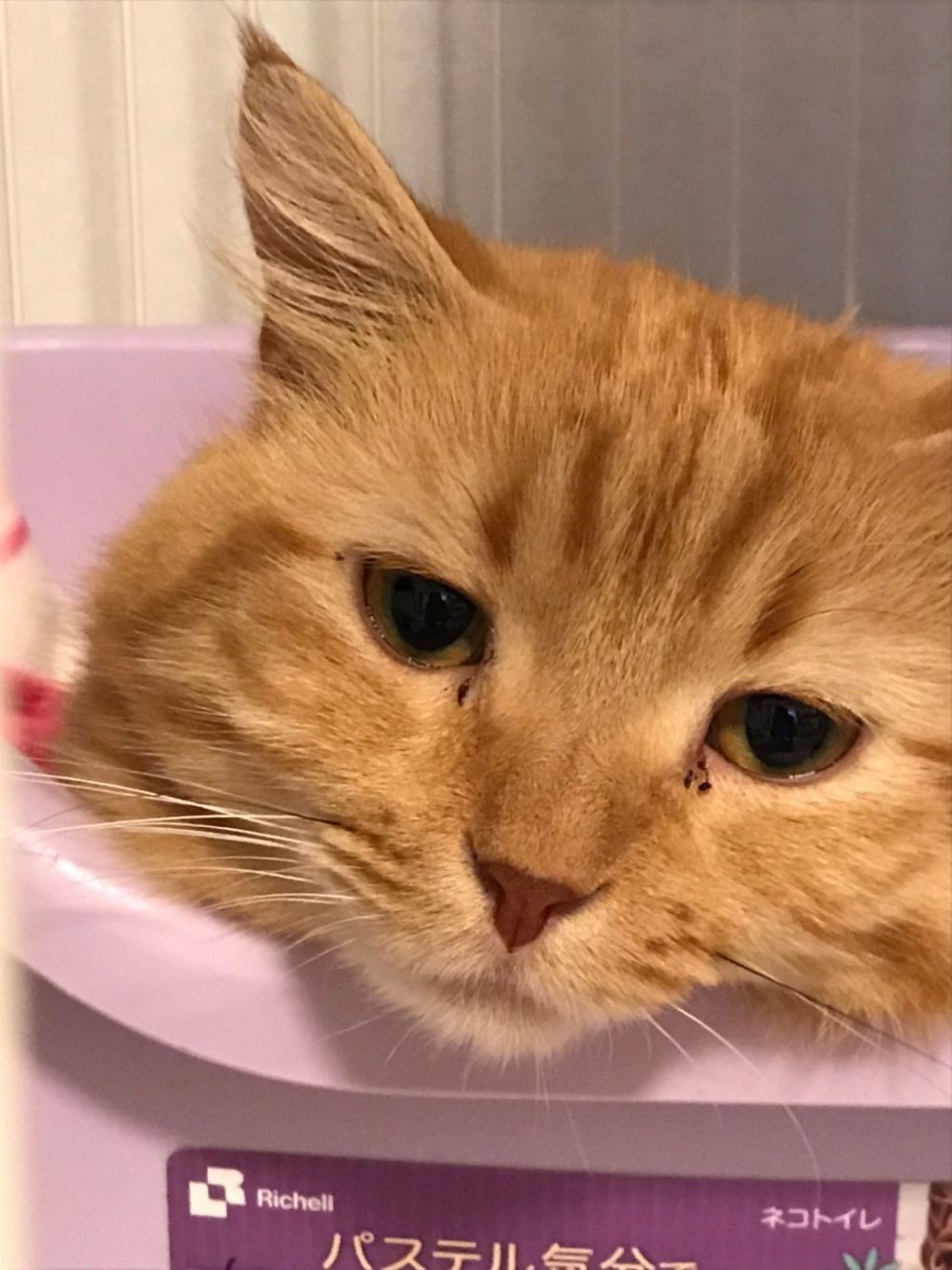 雑種（ミックス猫）・オスの里親募集の写真