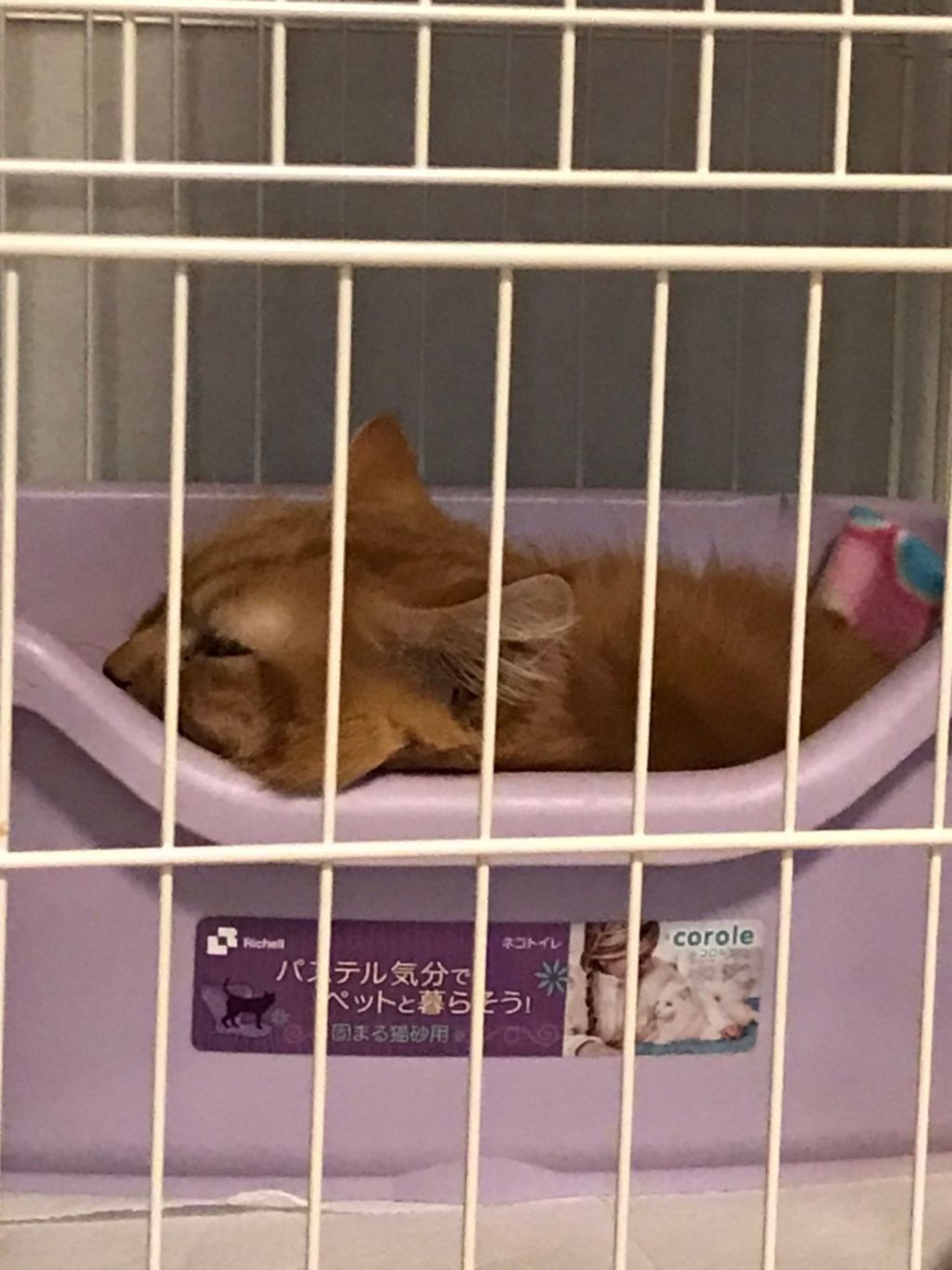 pet-image-3