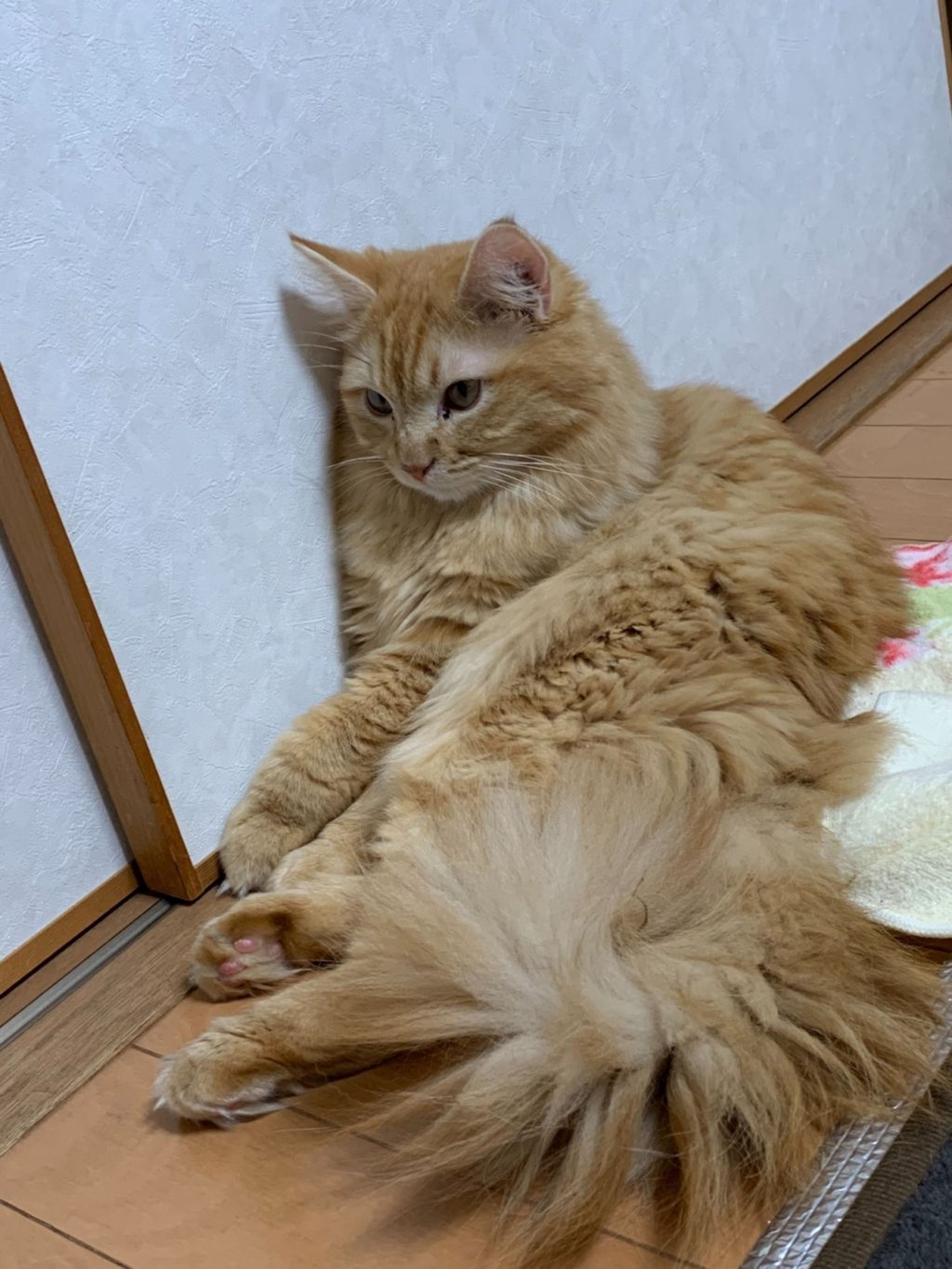 雑種（ミックス猫）・オスの里親募集の写真