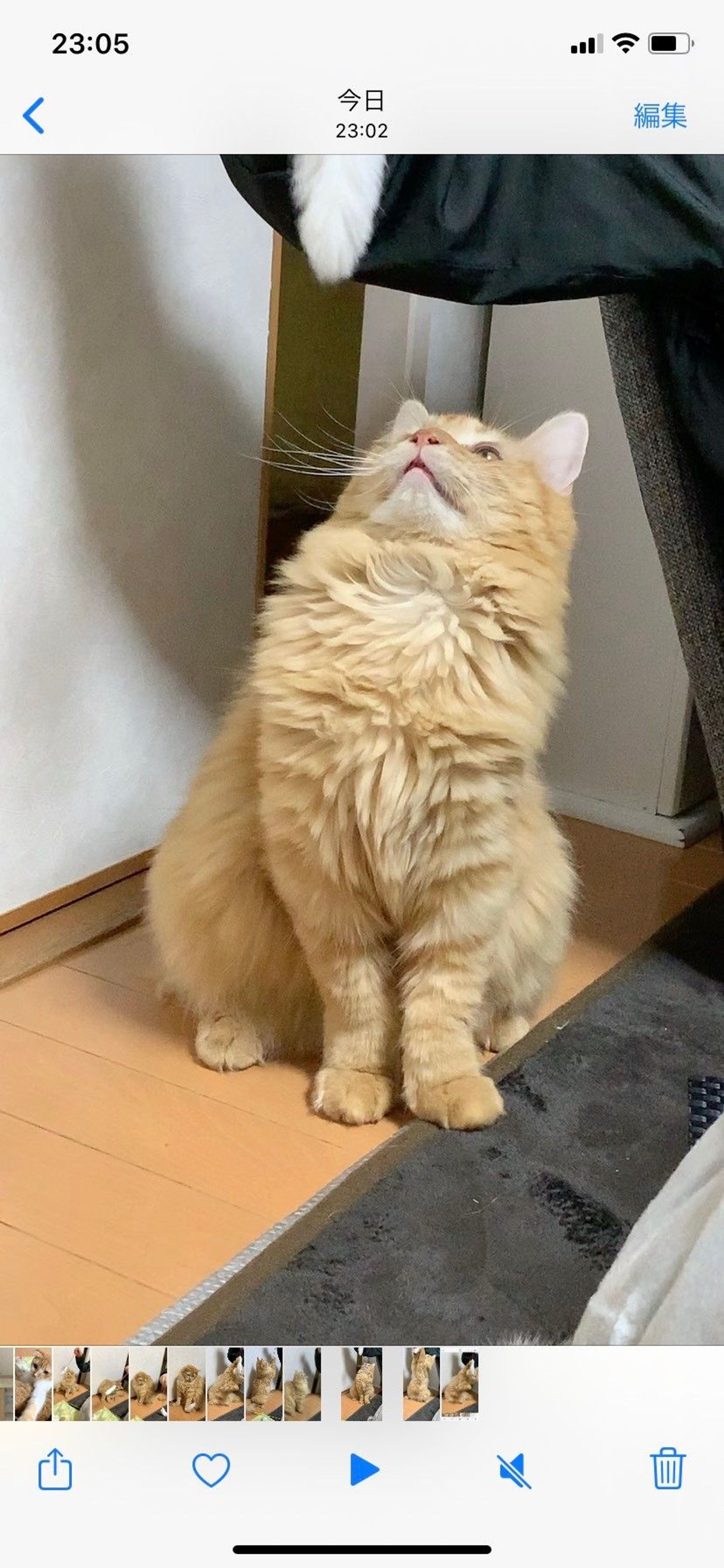 pet-image-4