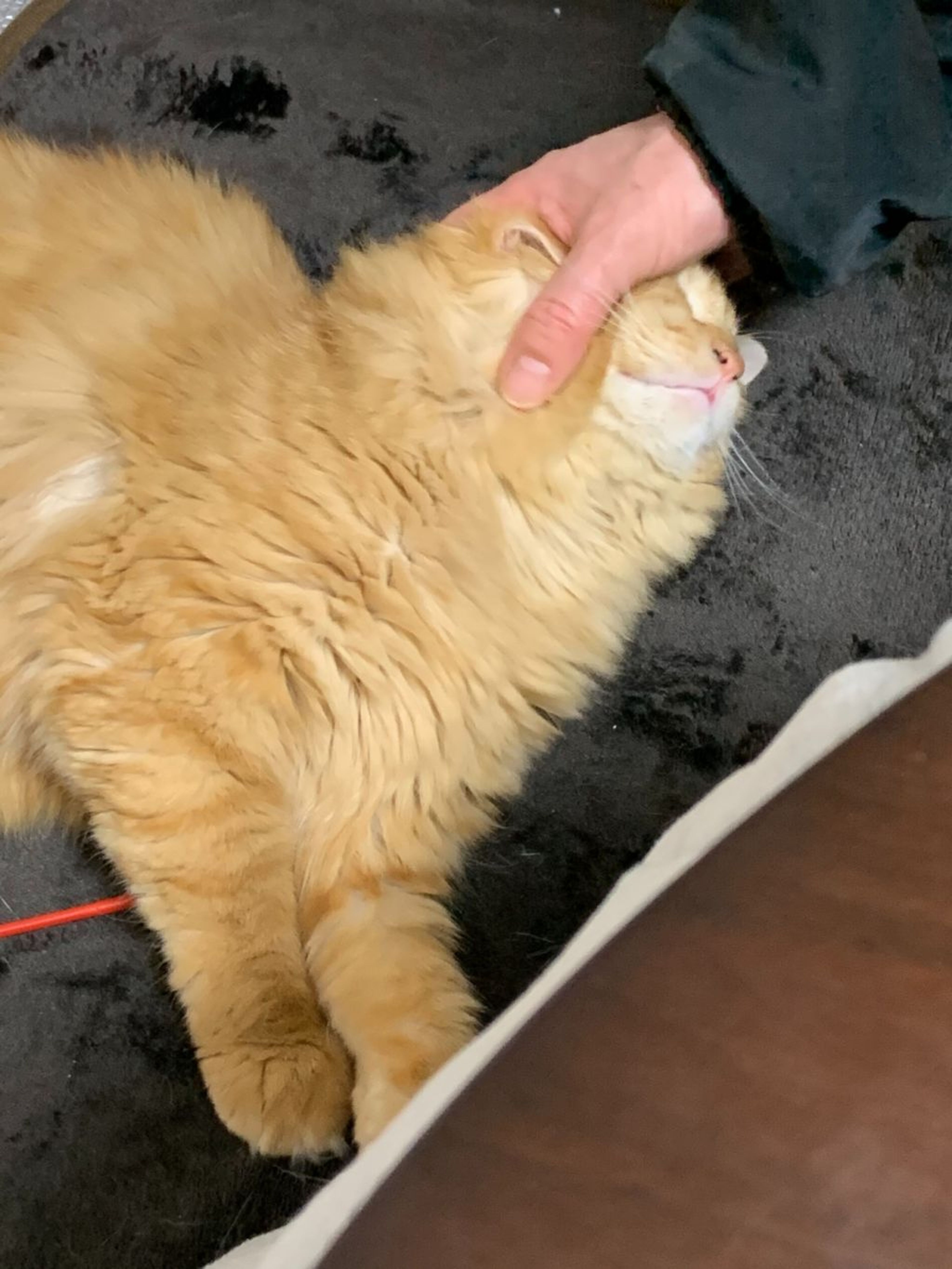 pet-image-6
