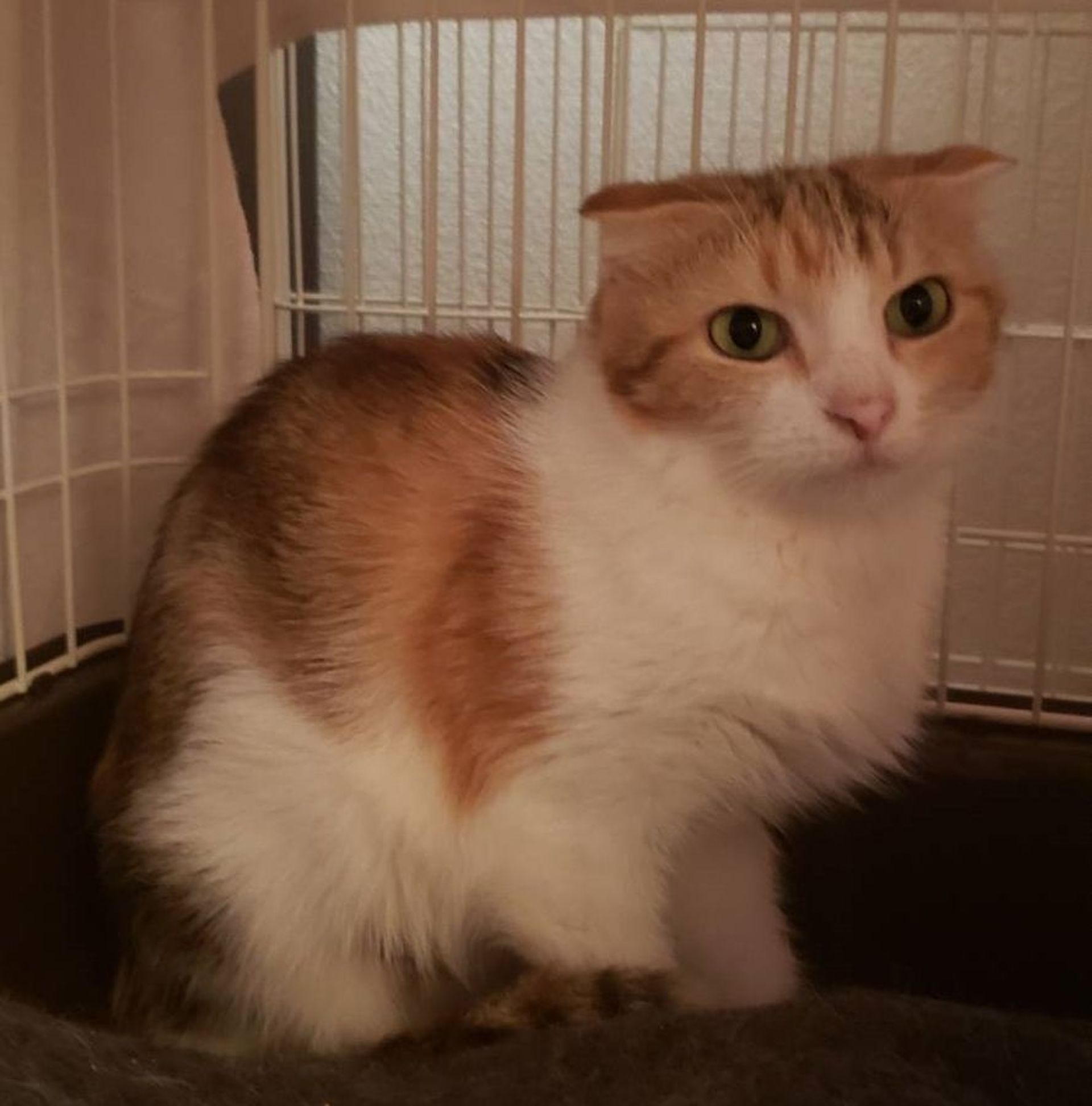 雑種（ミックス猫）・メスの里親募集の写真