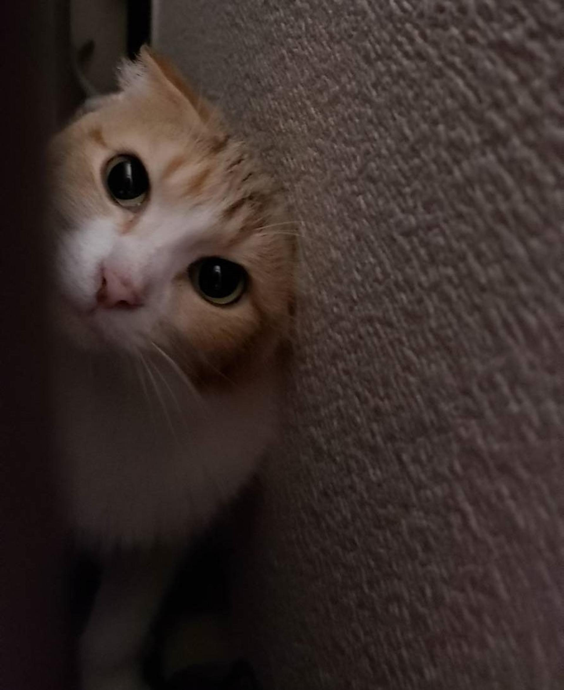 pet-image-3