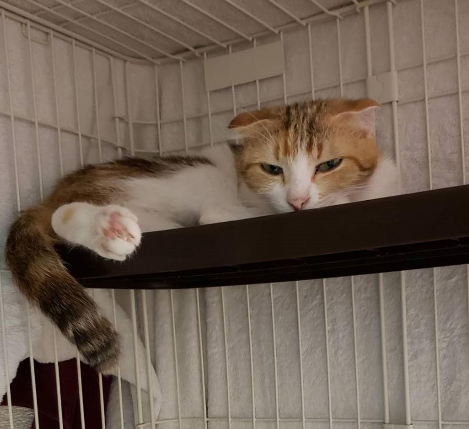 pet-image-4