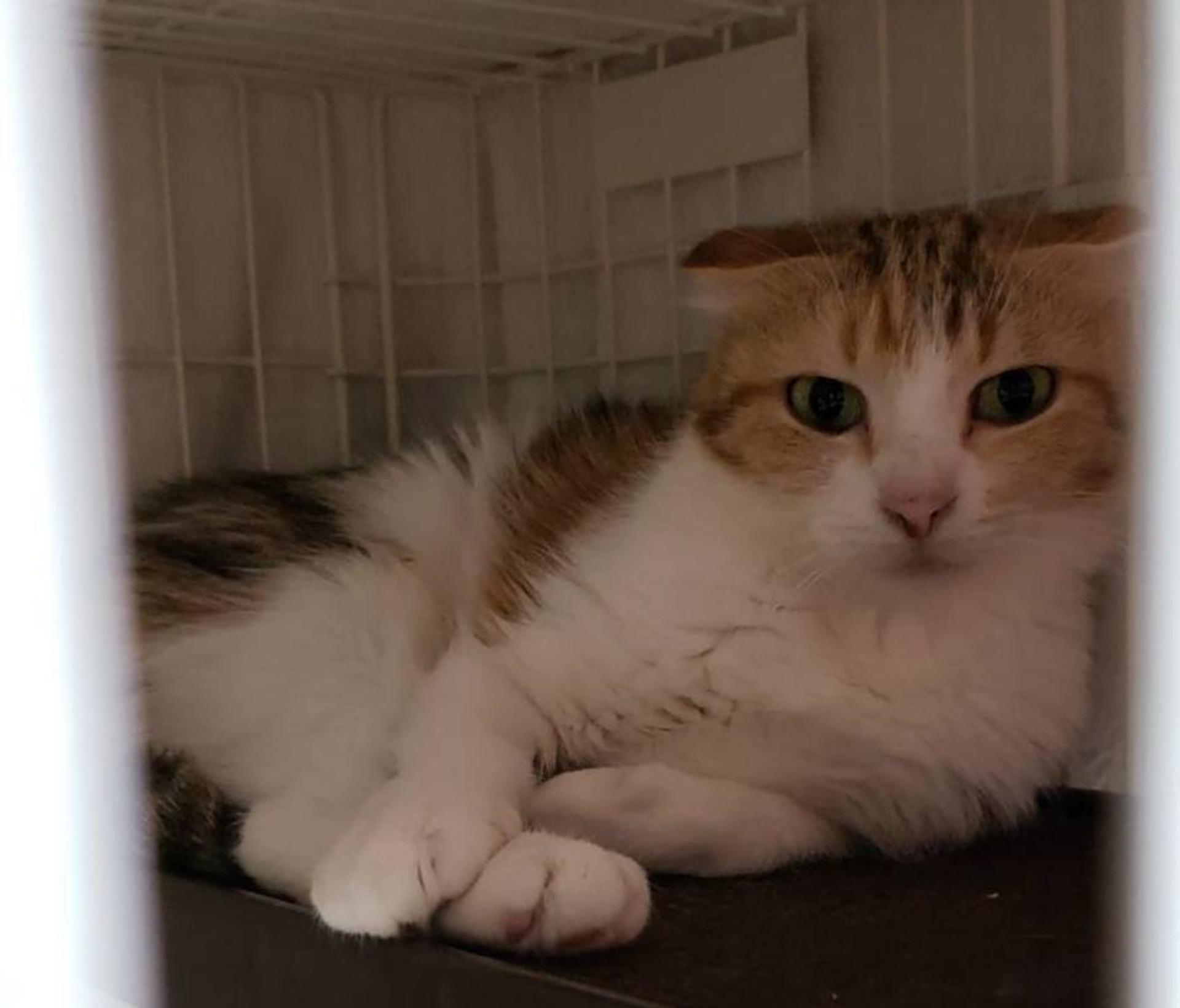 pet-image-5