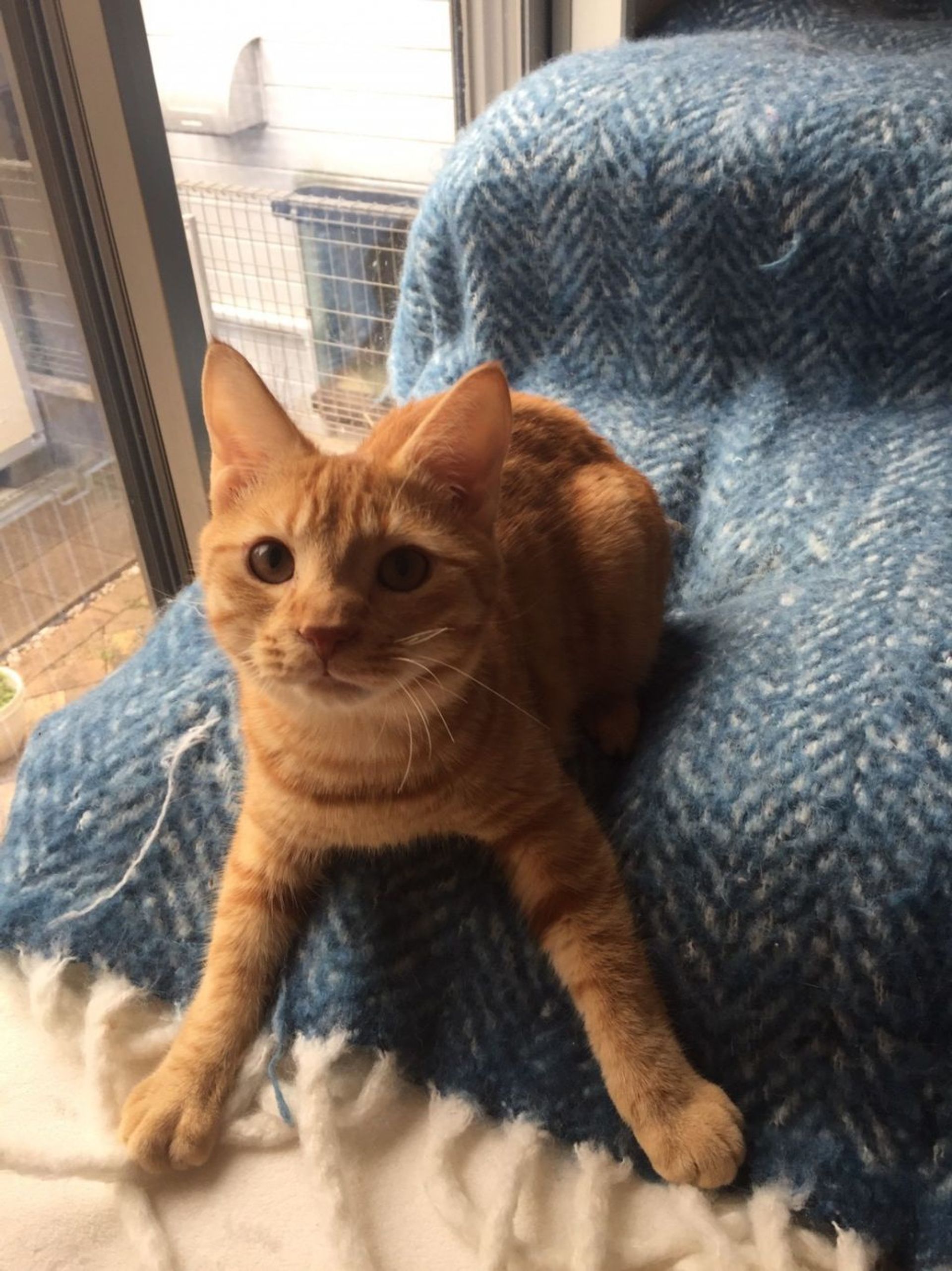 雑種（ミックス猫）・オスの里親募集の写真